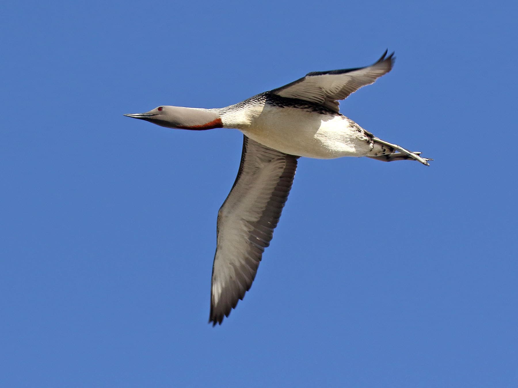 Red-throated Loon in flight