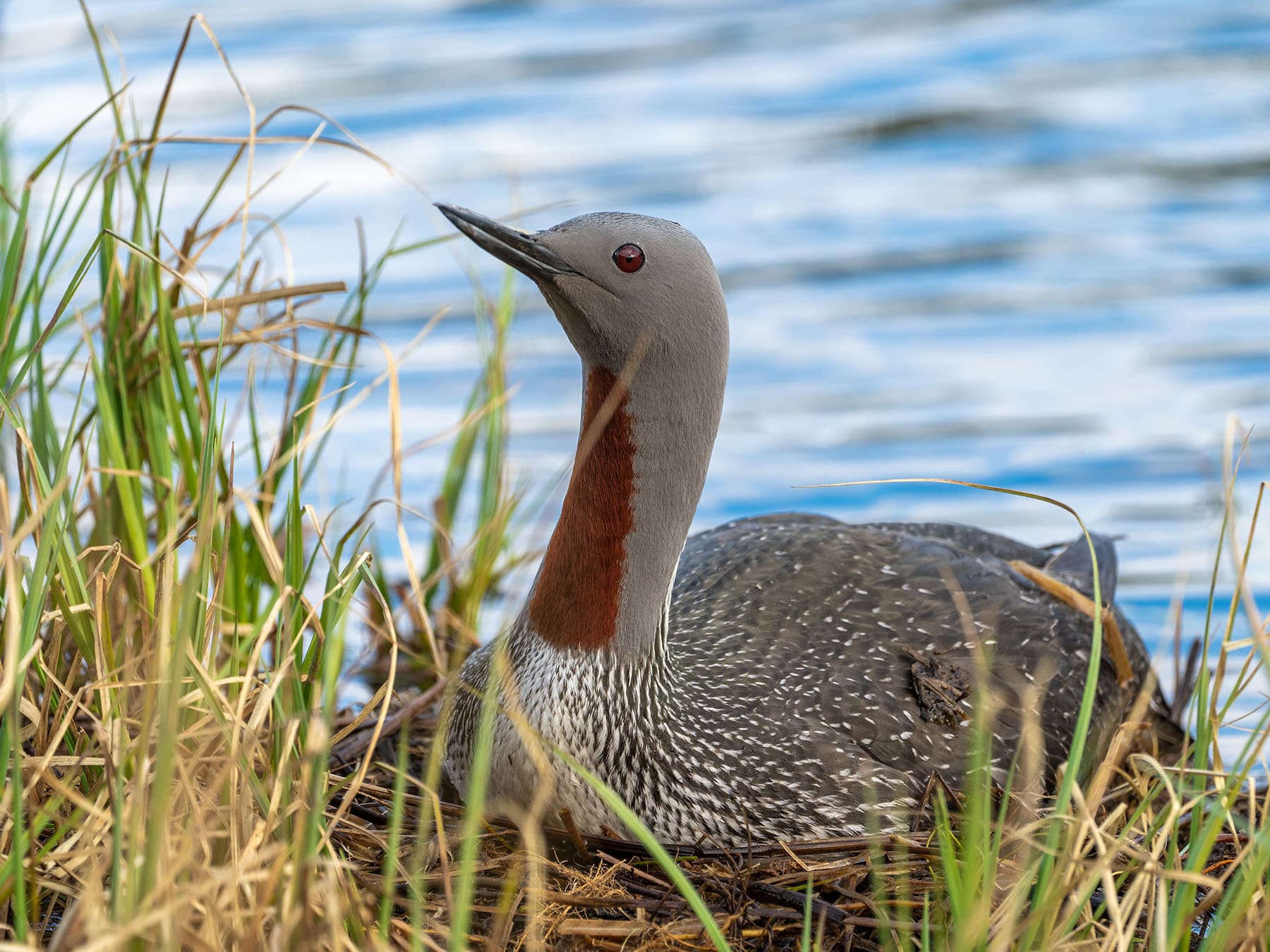 Red-throated Loon on nest