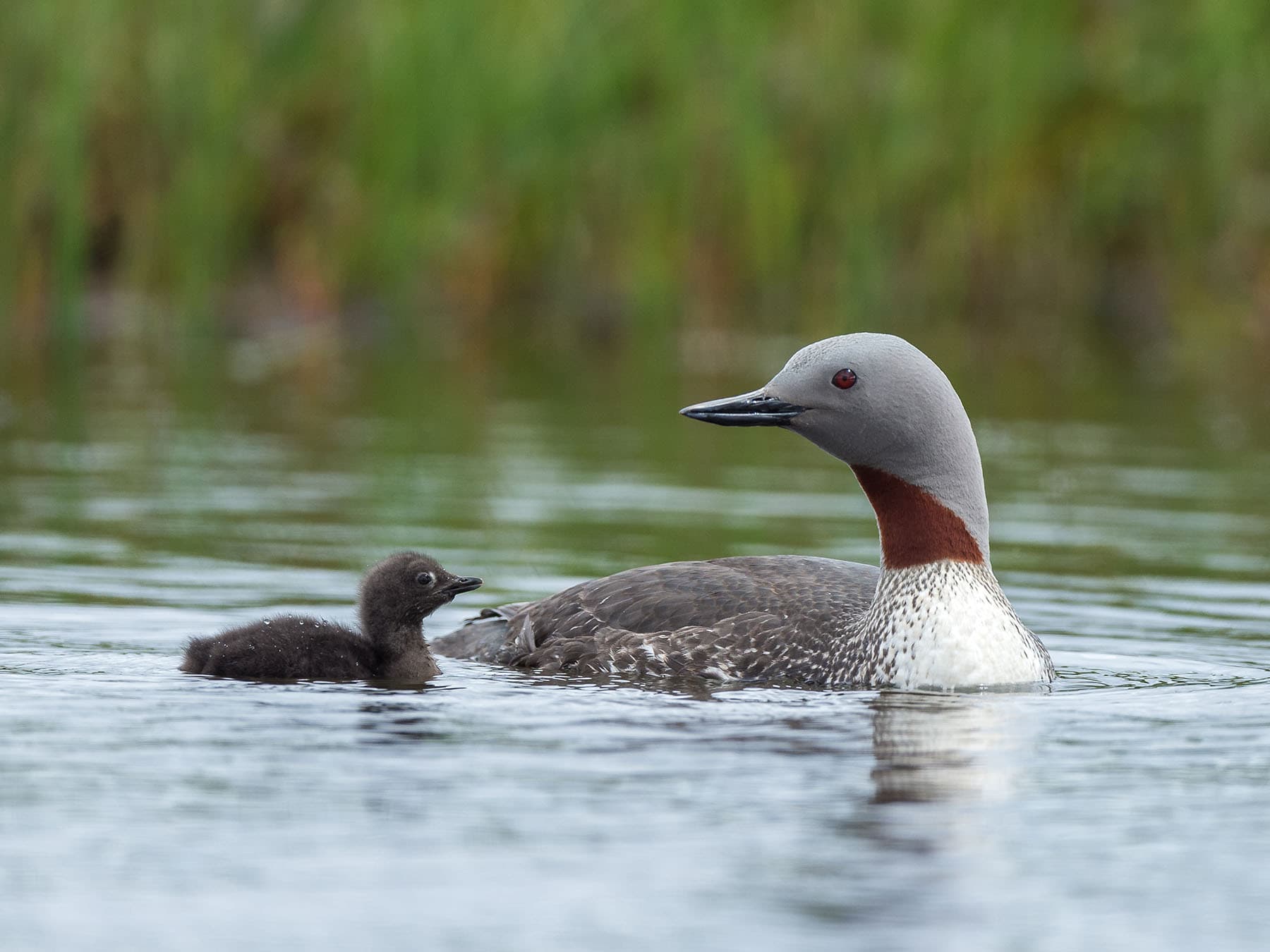 Red-throated Loon with young chick