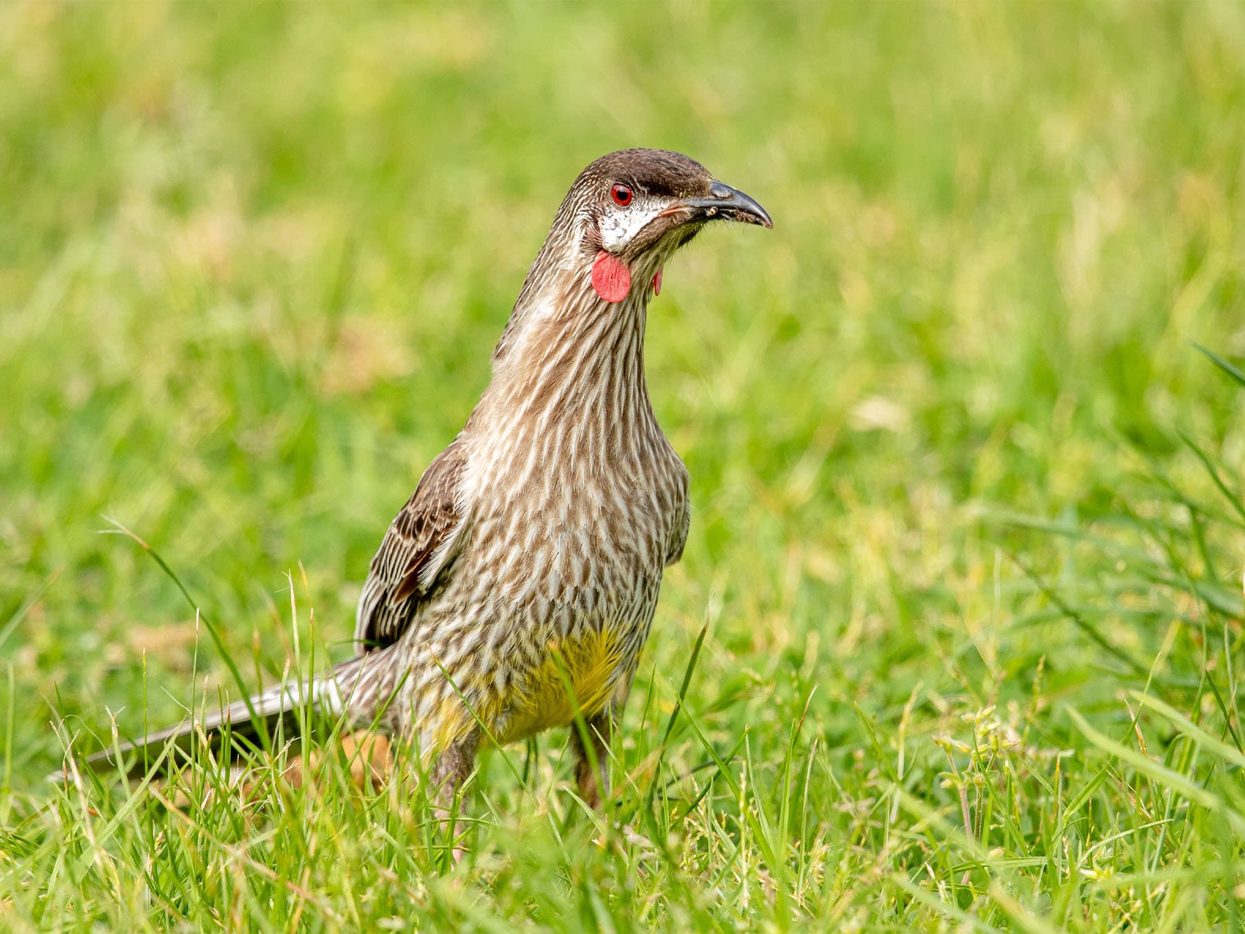 Red Wattlebird foraging