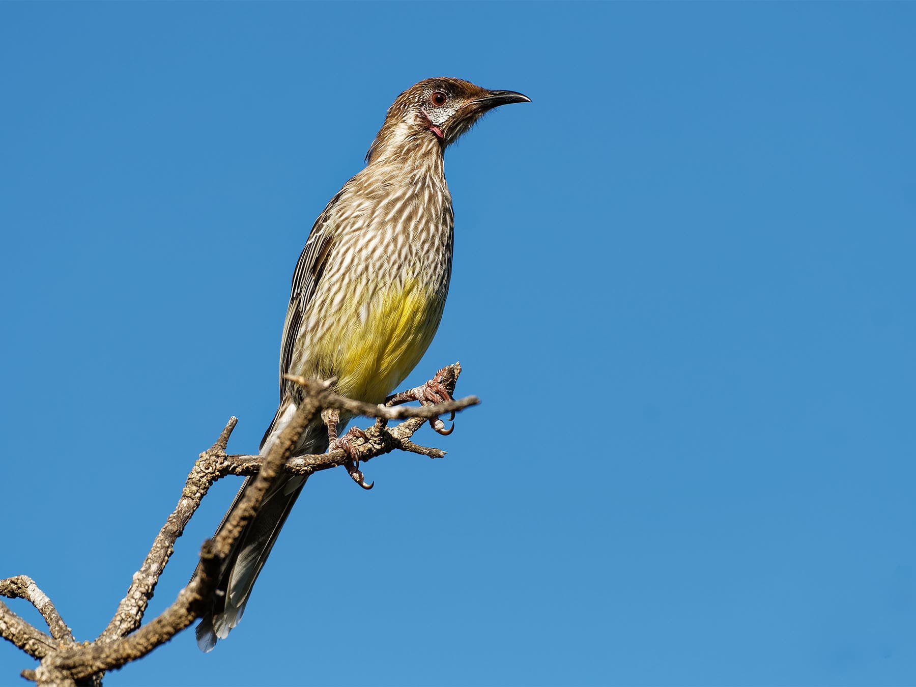 Red Wattlebird perching on a branch
