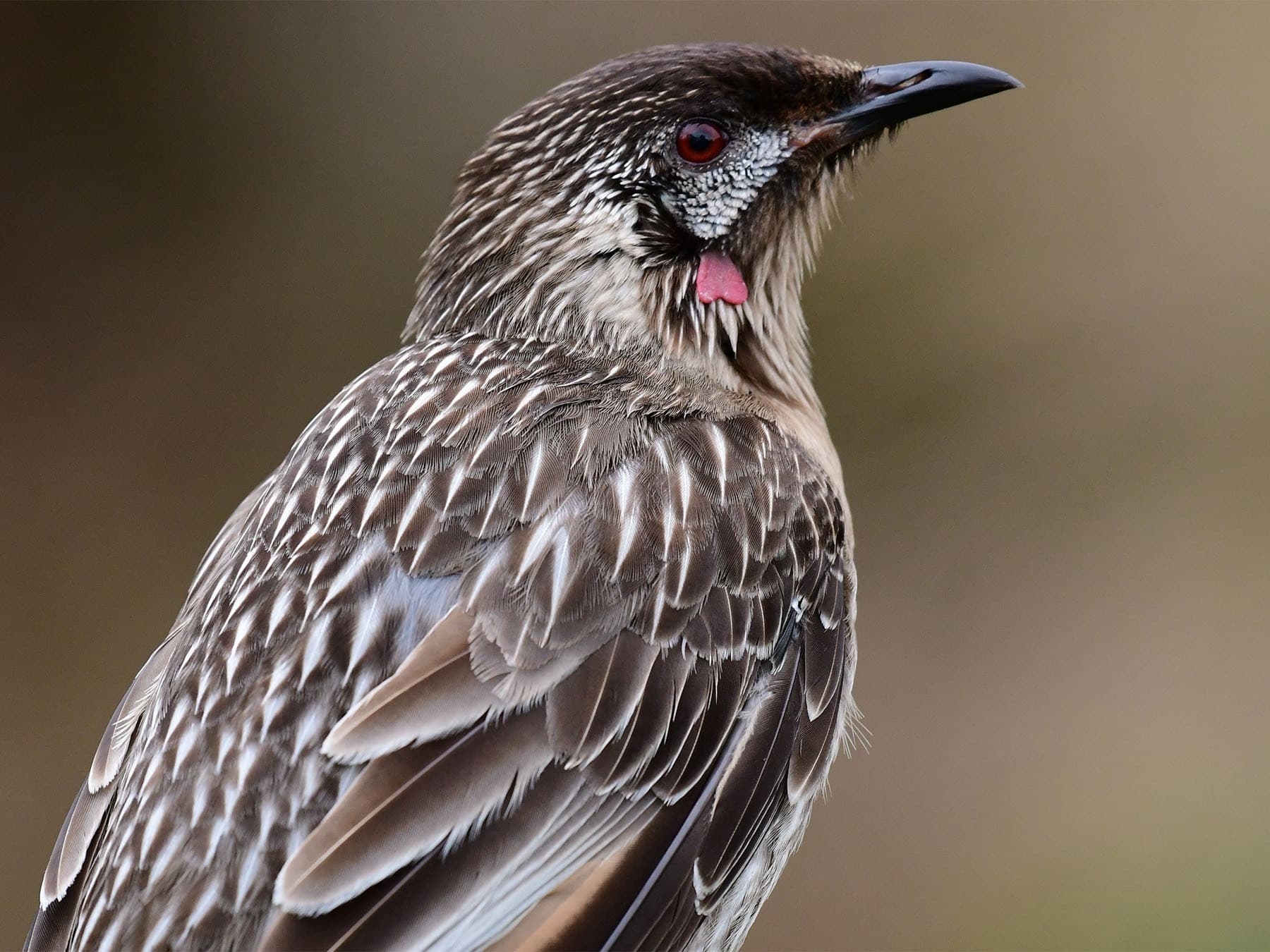Red Wattlebird portrait