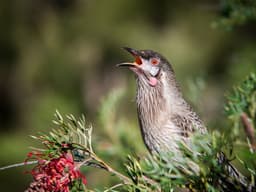 red-wattlebird-birdfact