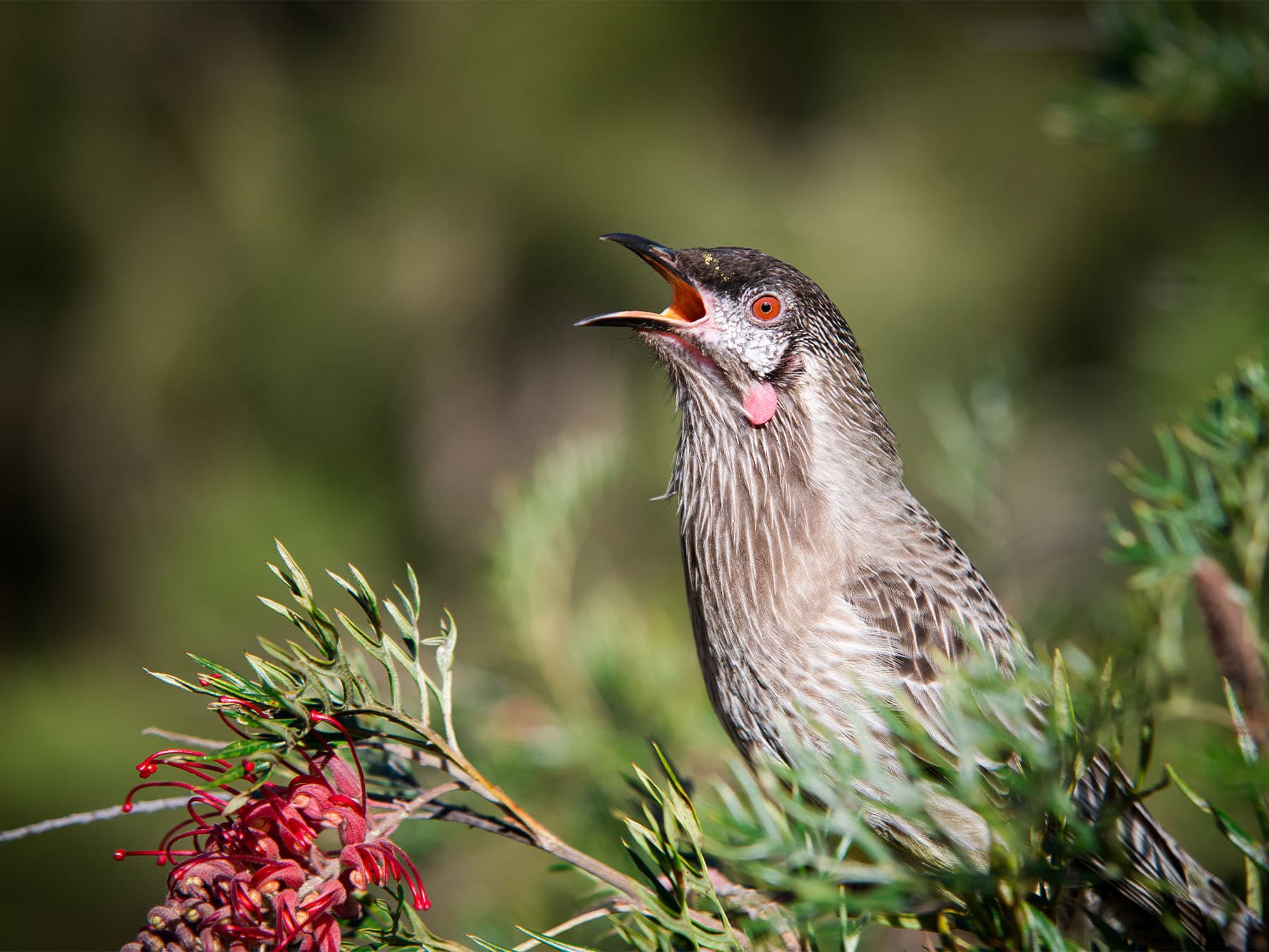 Red Wattlebird calling out