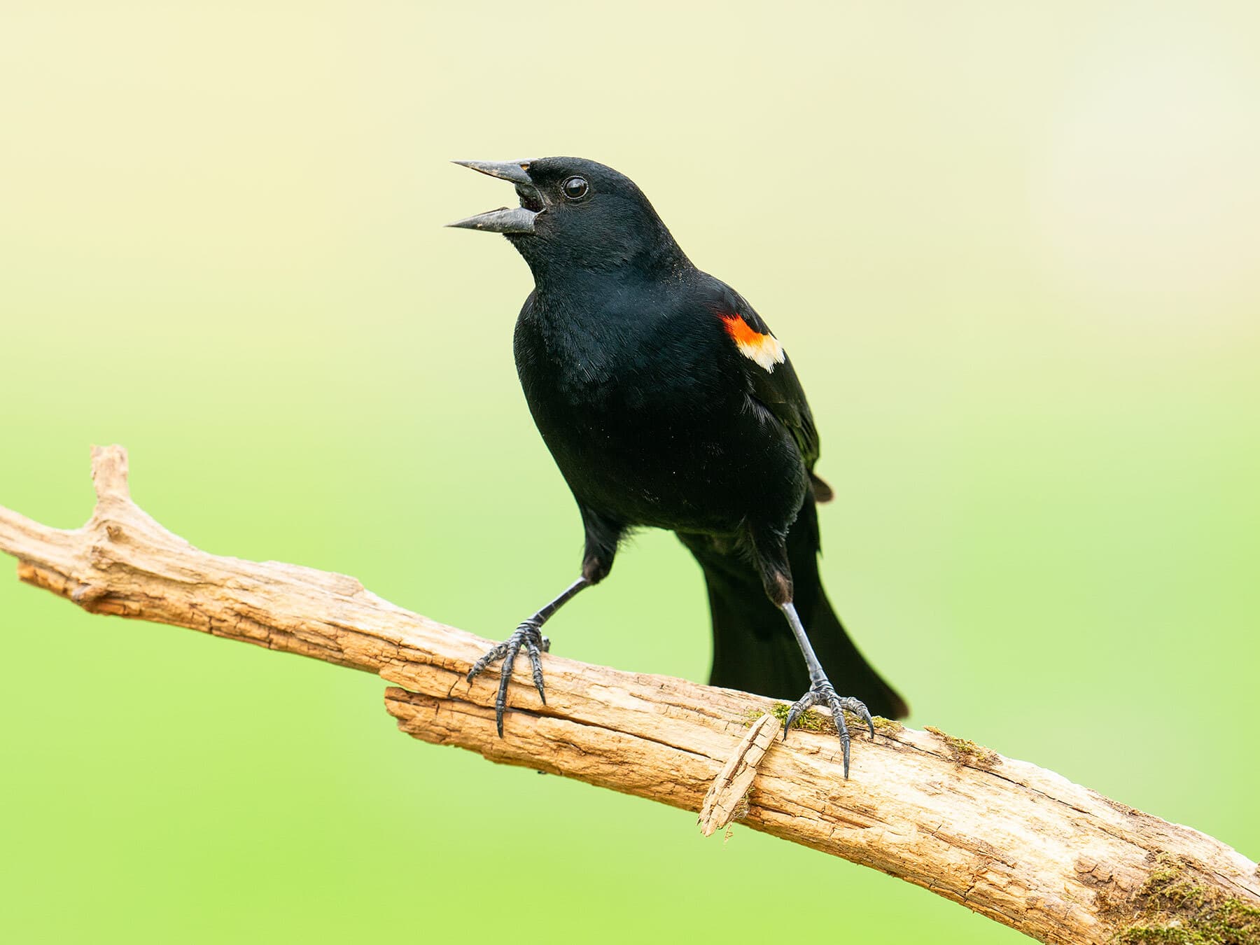 Red winged blackbird calling