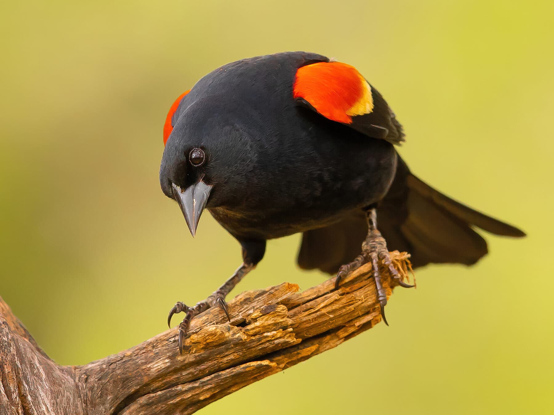 Red winged blackbird close up