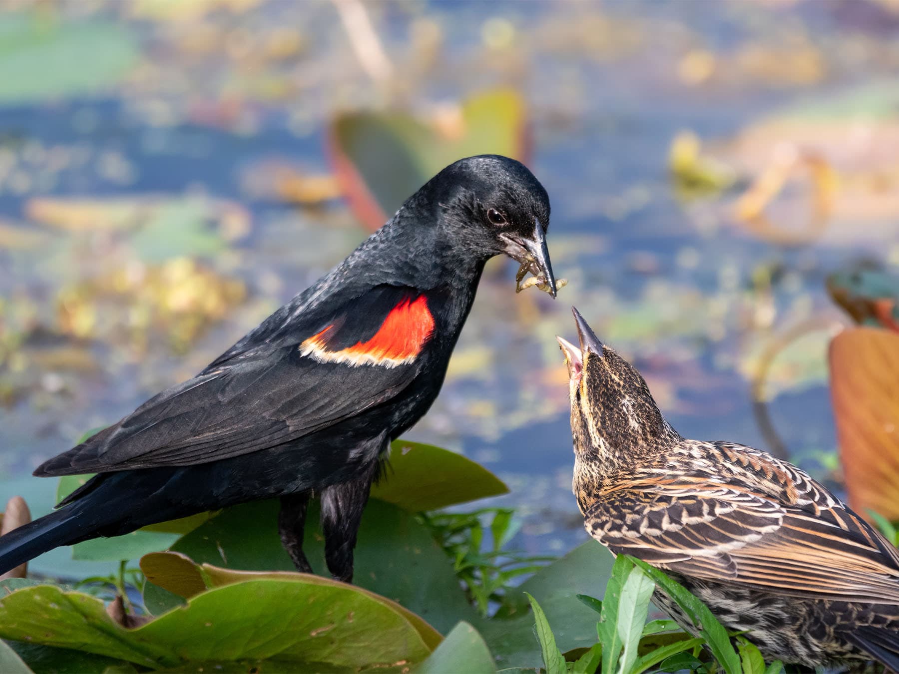 Red-winged Blackbird male (left) feeding female (right)