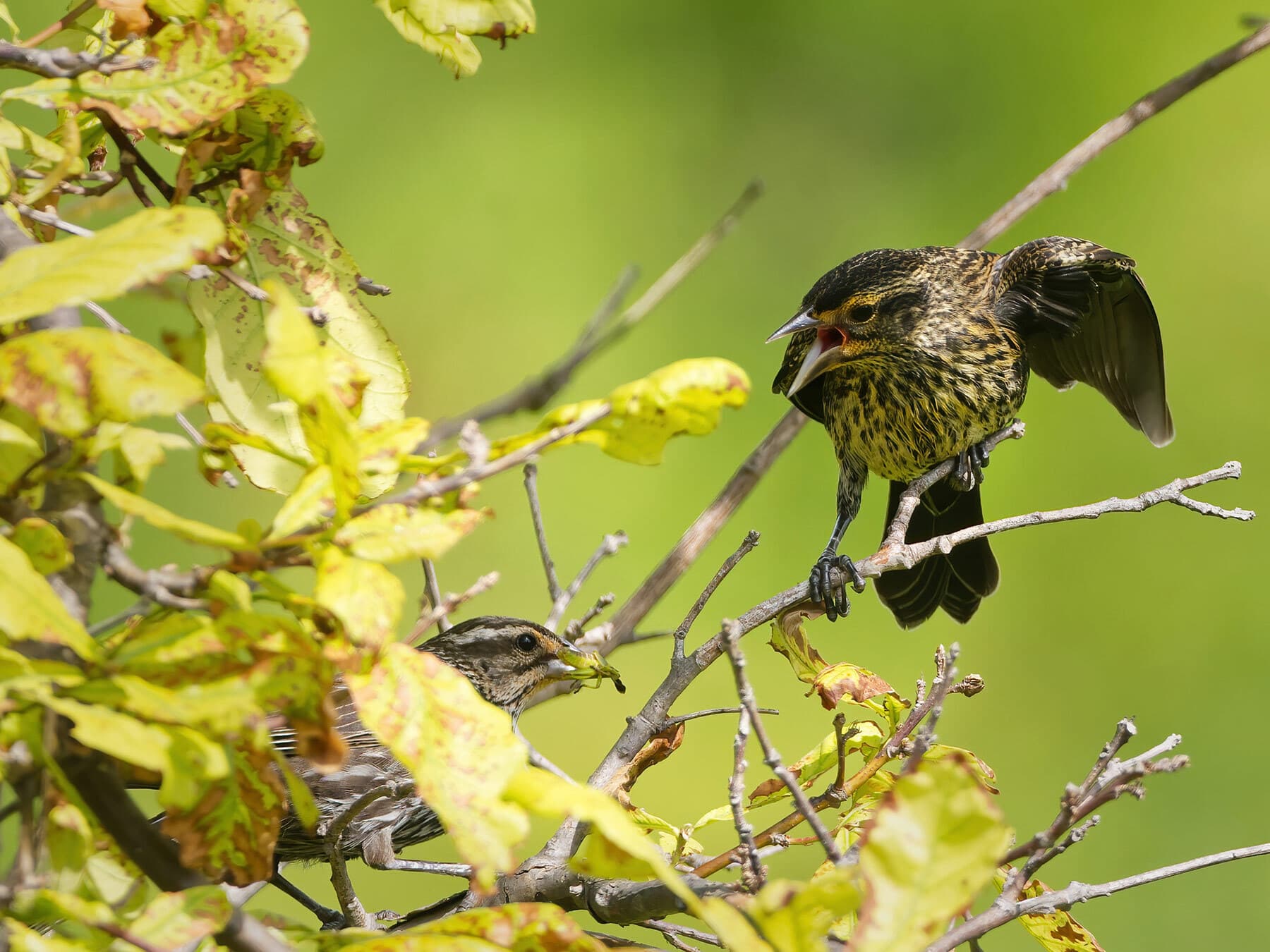 Red winged blackbird fledgling