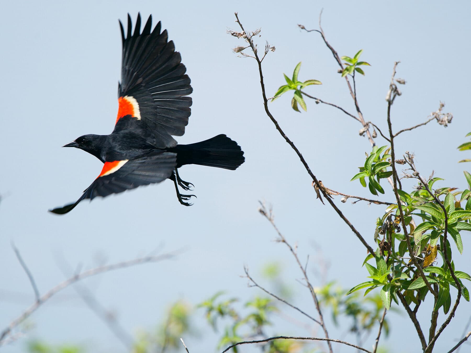 Red winged blackbird flight