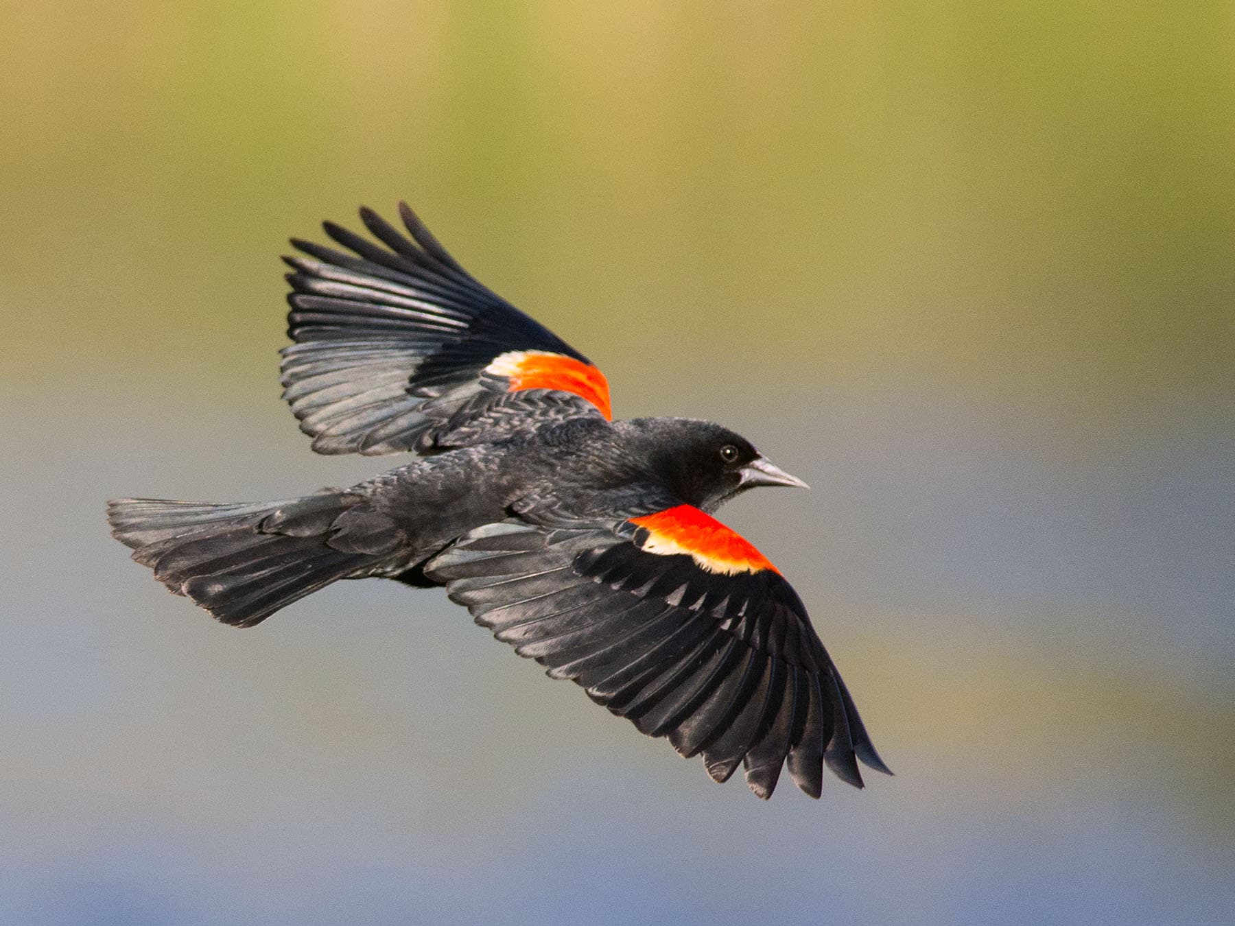 Red-winged Blackbird in-flight