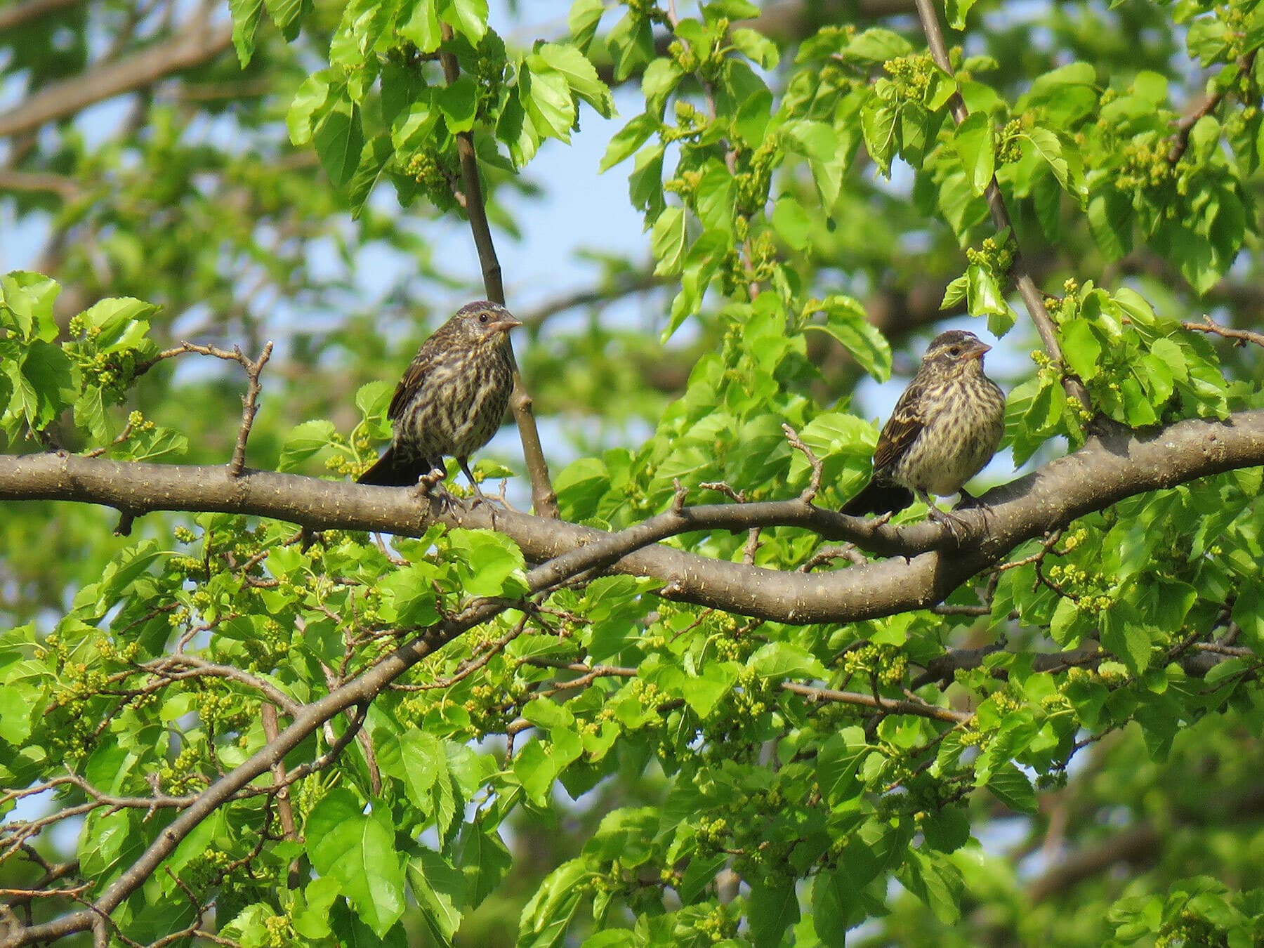 Red winged blackbird juvenile pair