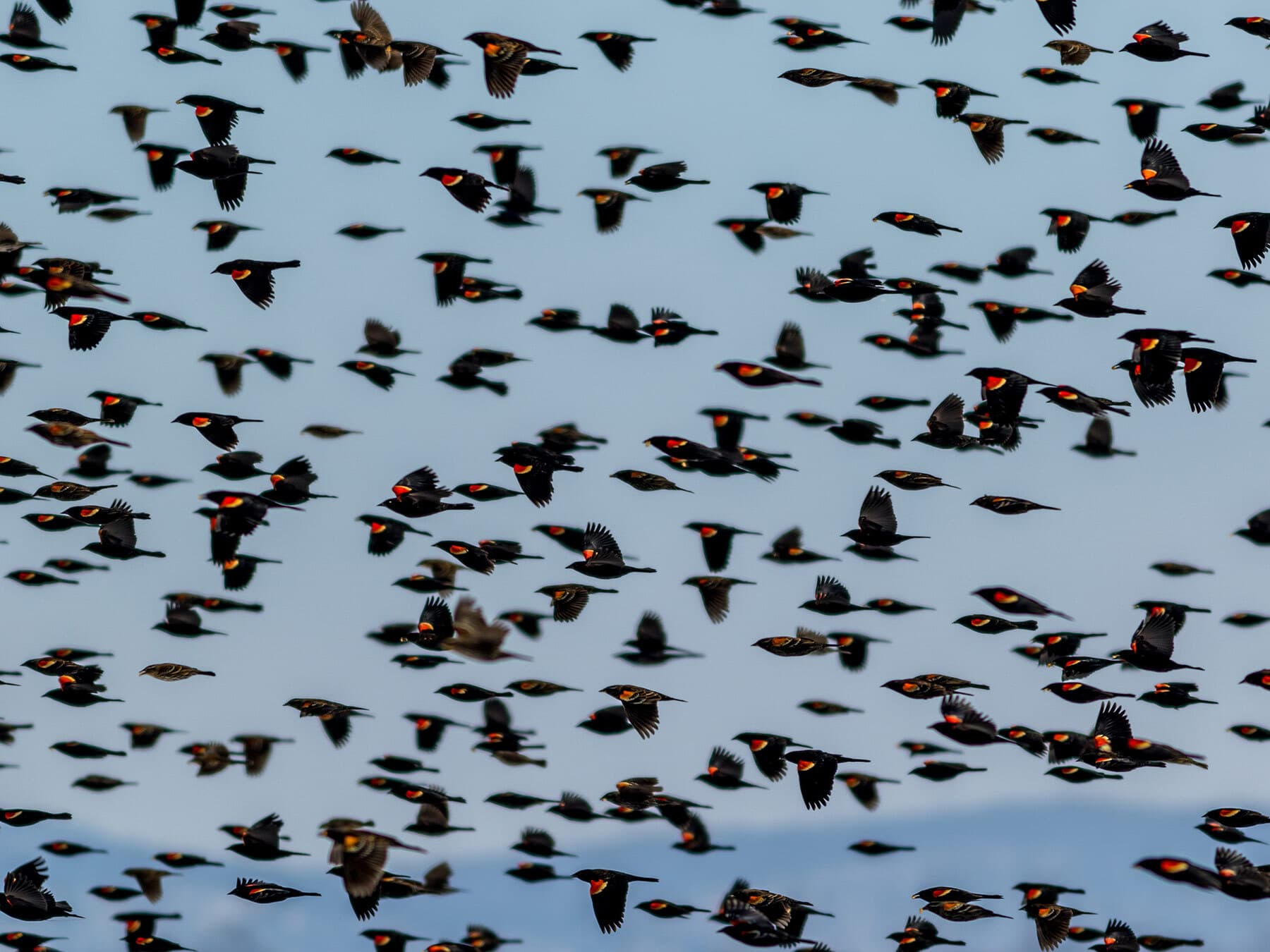 Red winged blackbird migrating