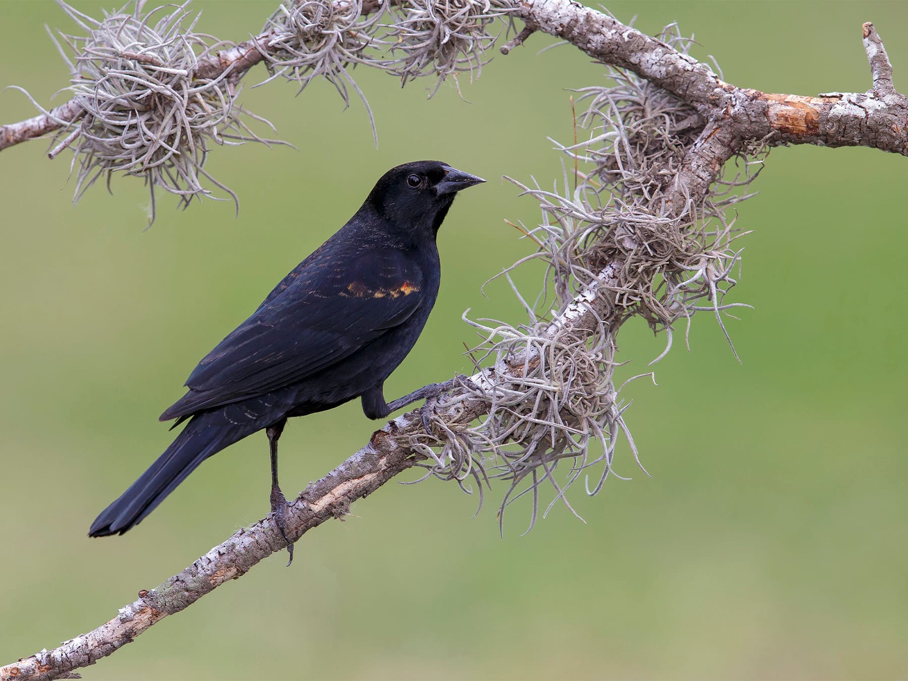 Red-winged Blackbird, non-breeding male