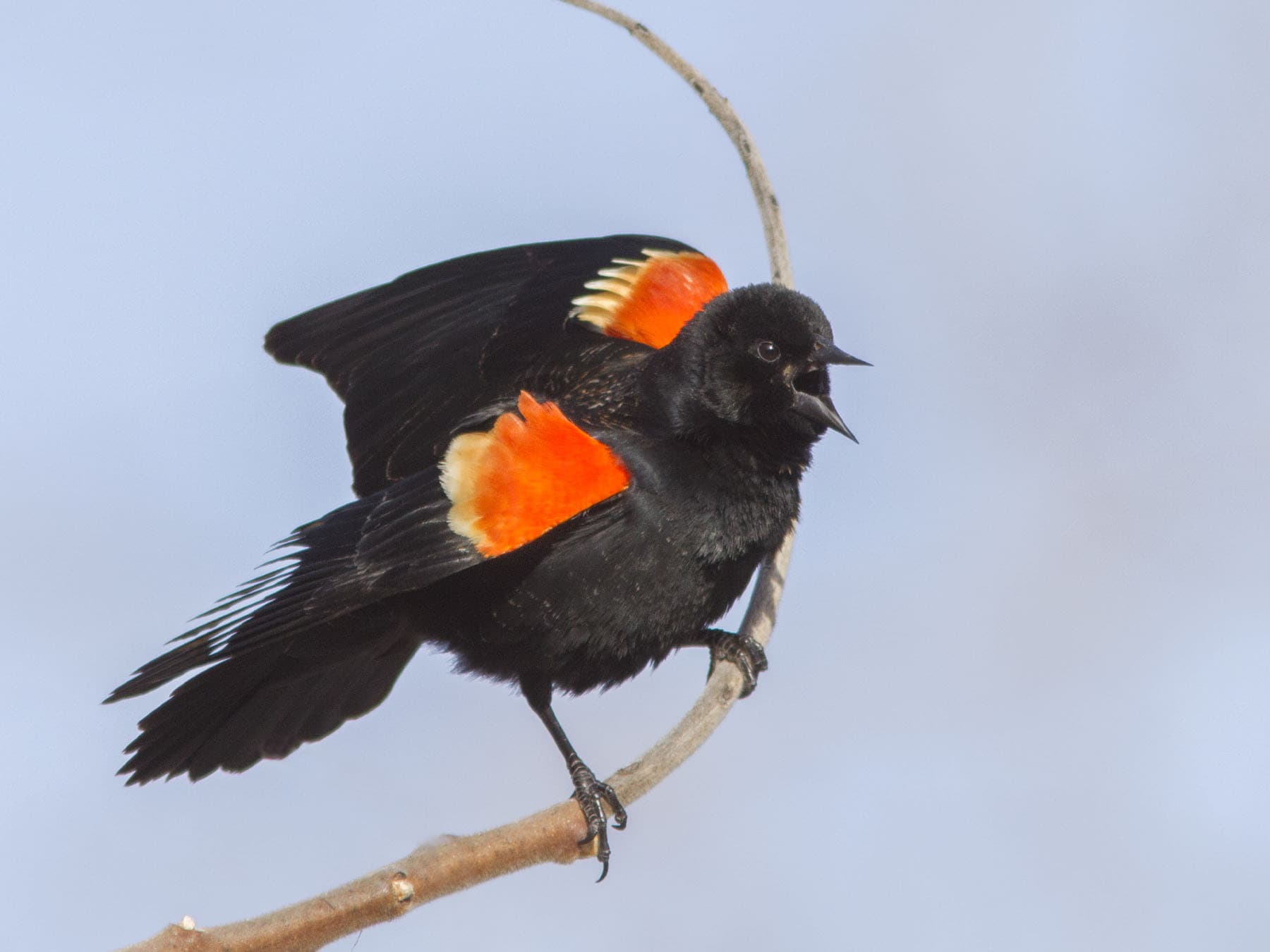 Red-winged Blackbird perching on a branch singing