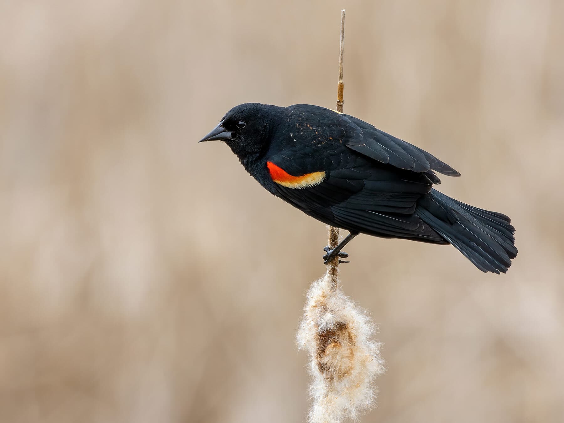 Red winged blackbird perched
