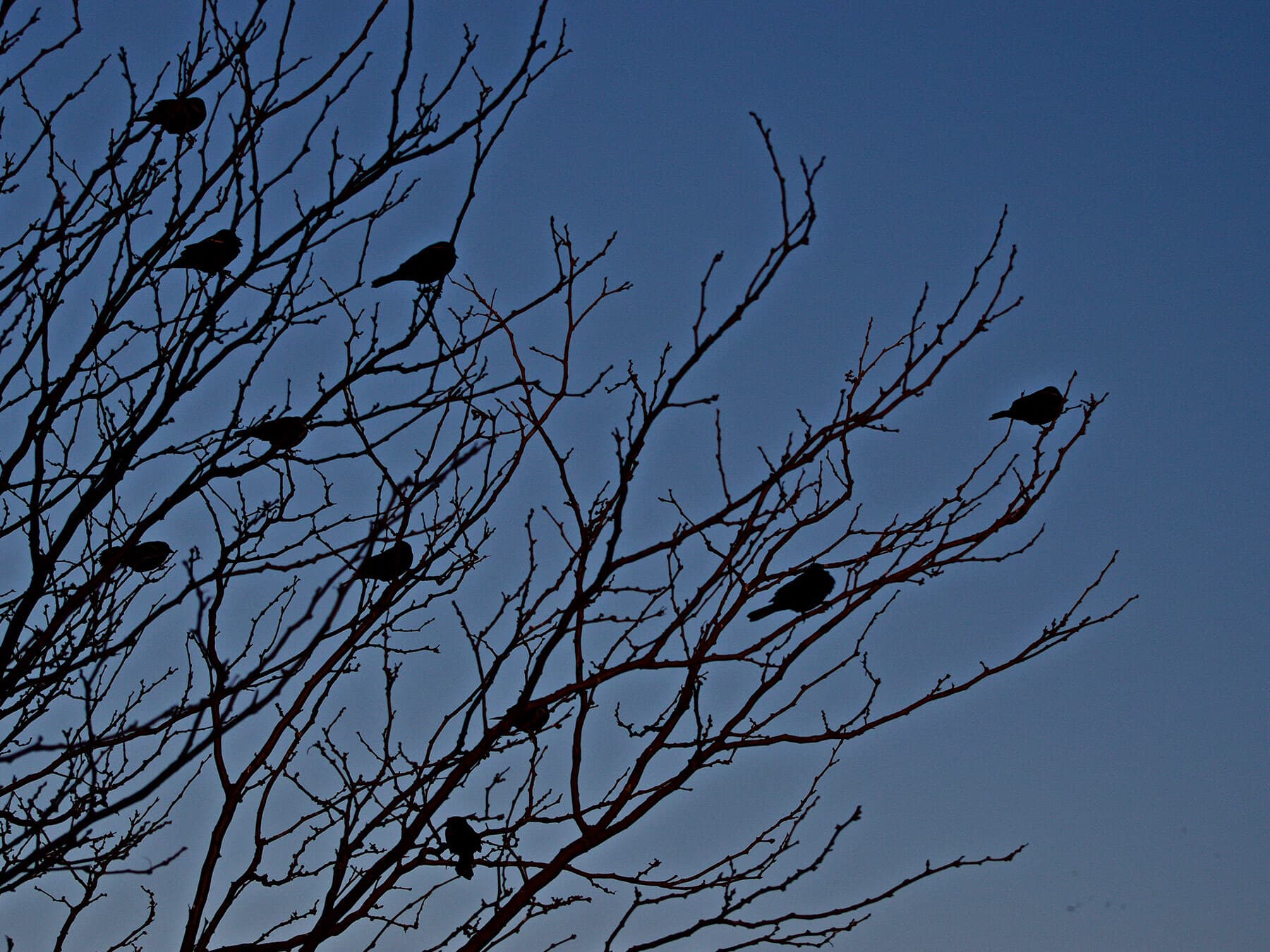 Red winged blackbirds roosting