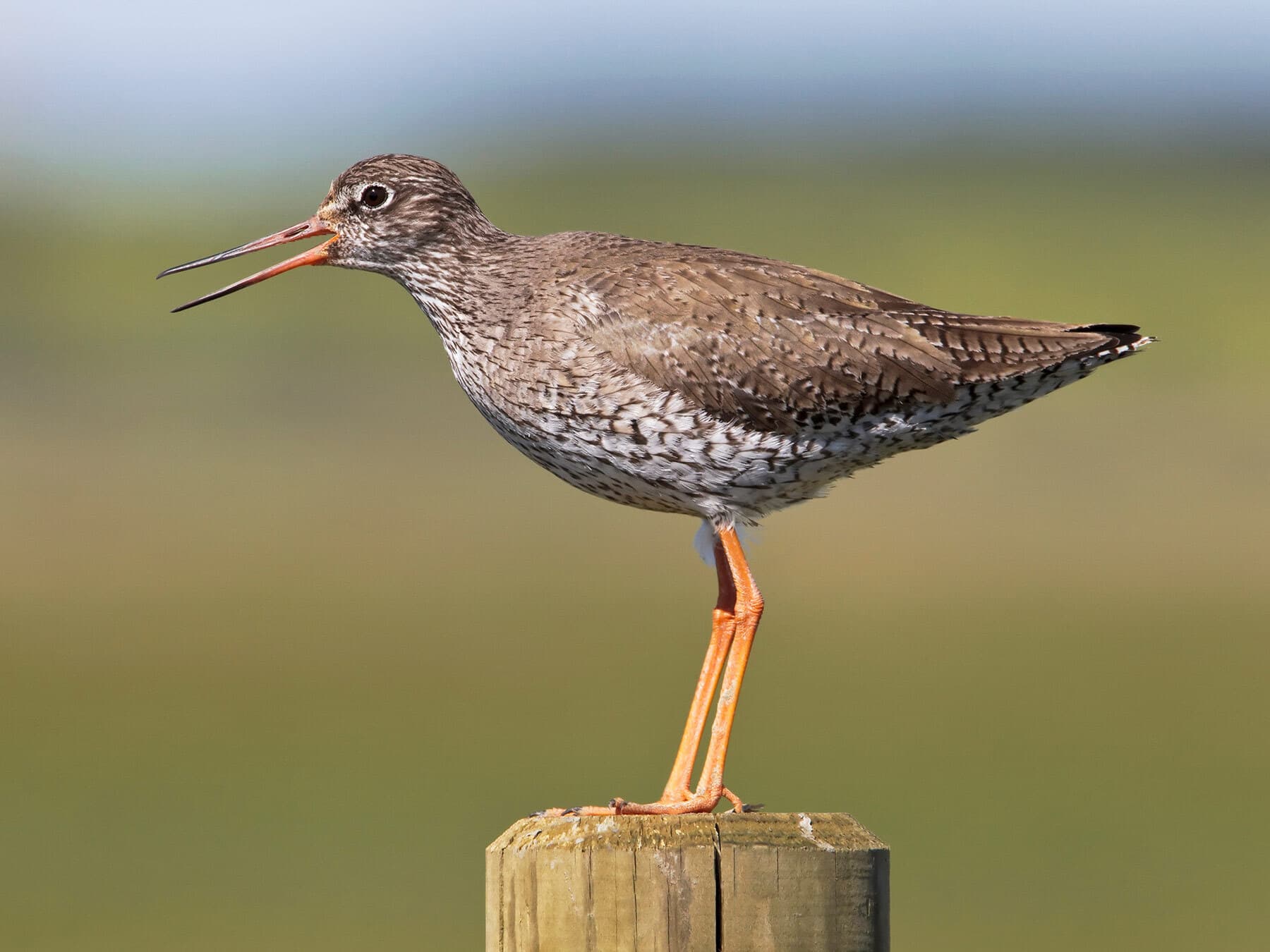 Redshank alarm call