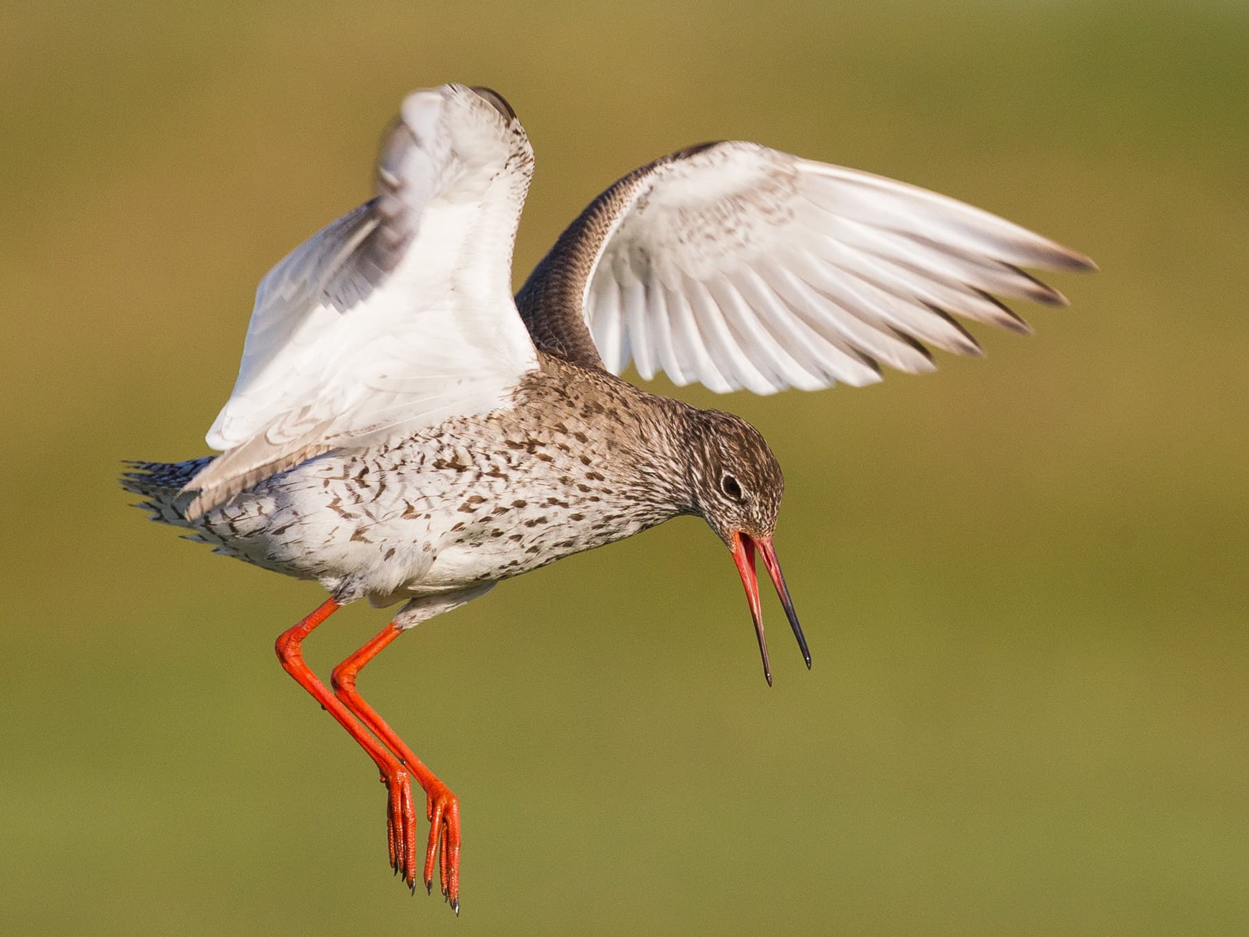 Redshank during the breeding season