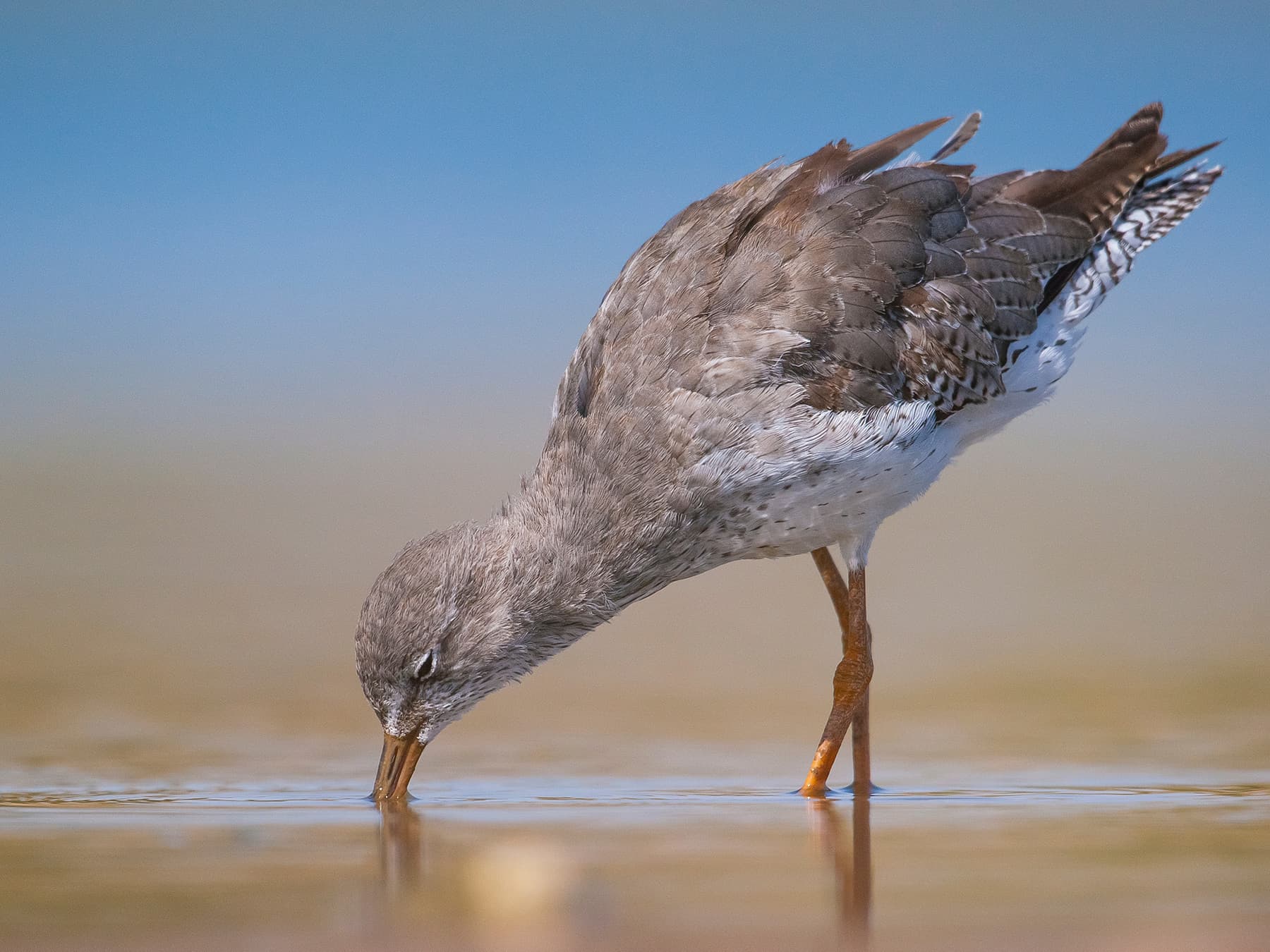 Redshank probing for food