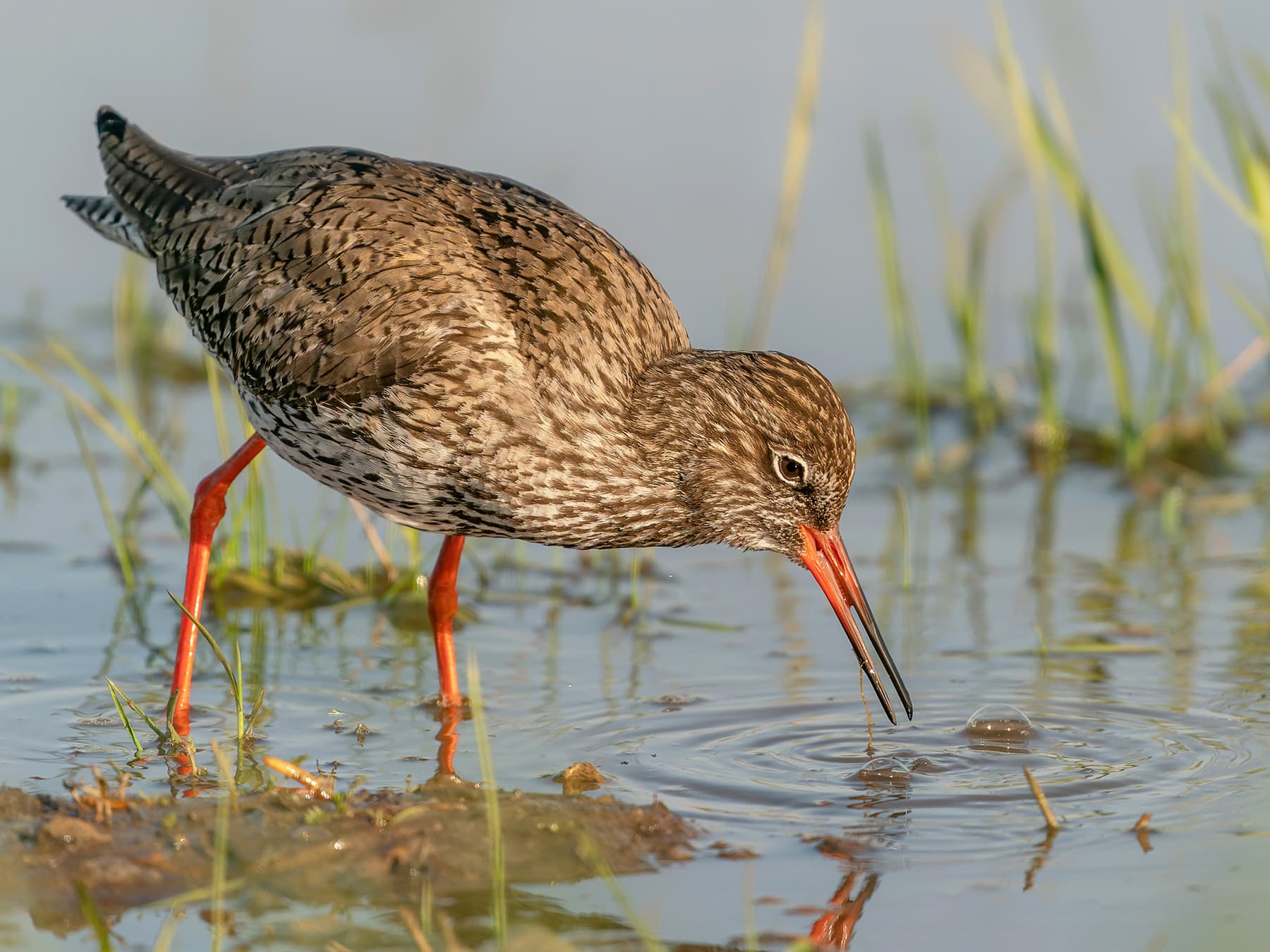 Redshank feeding in wetlands