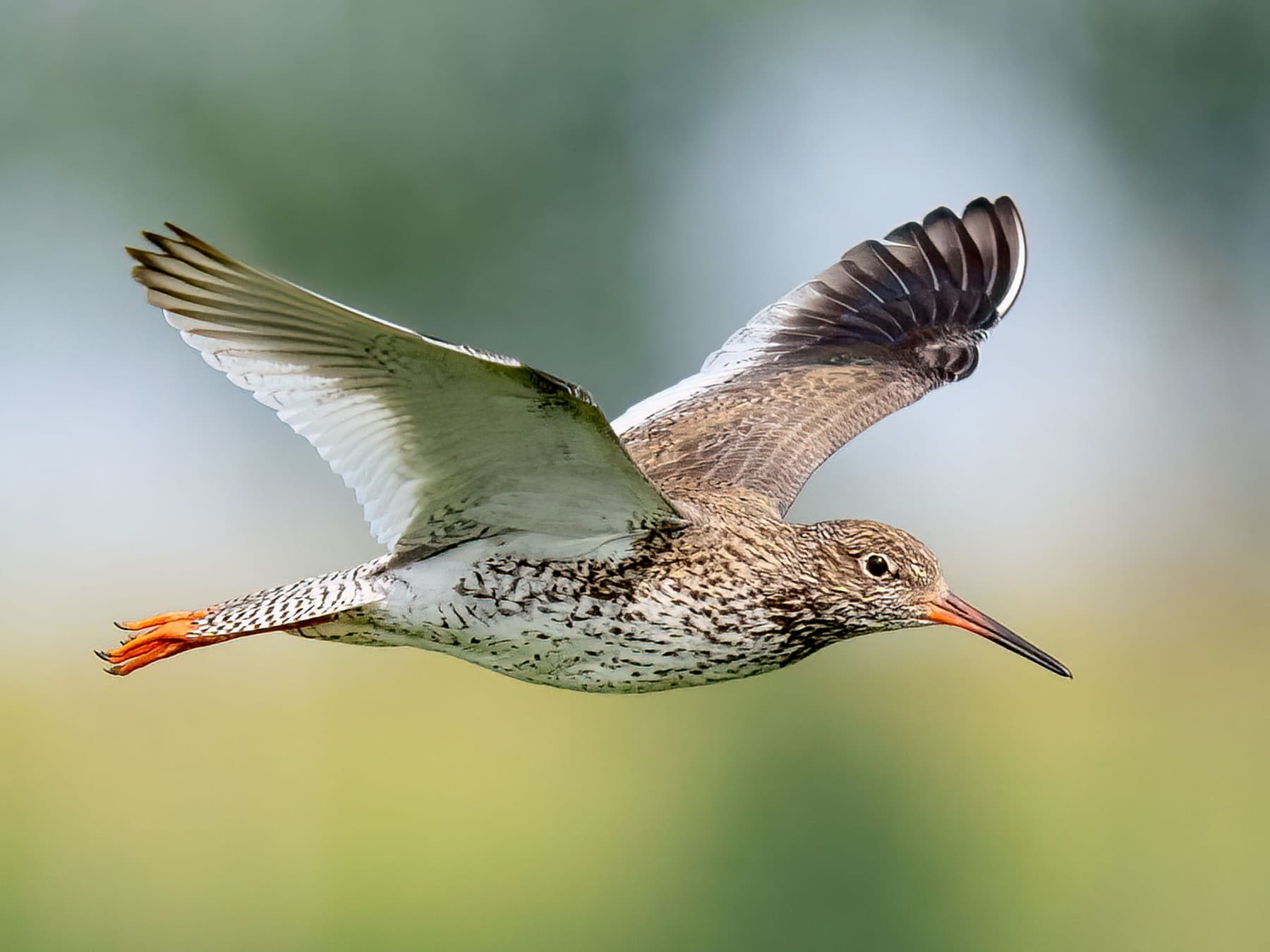 Redshank in-flight