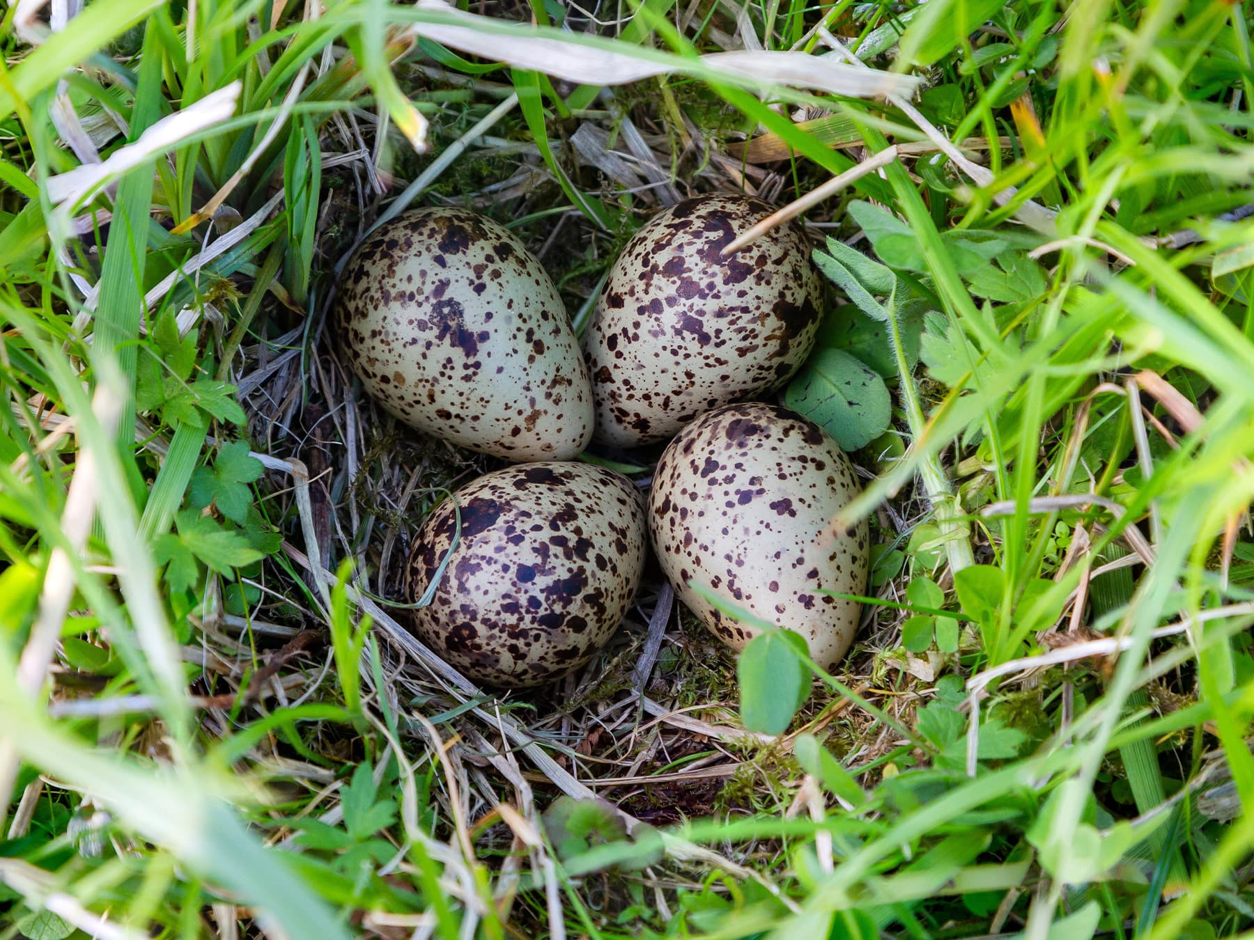 Nest of a Redshank with four eggs
