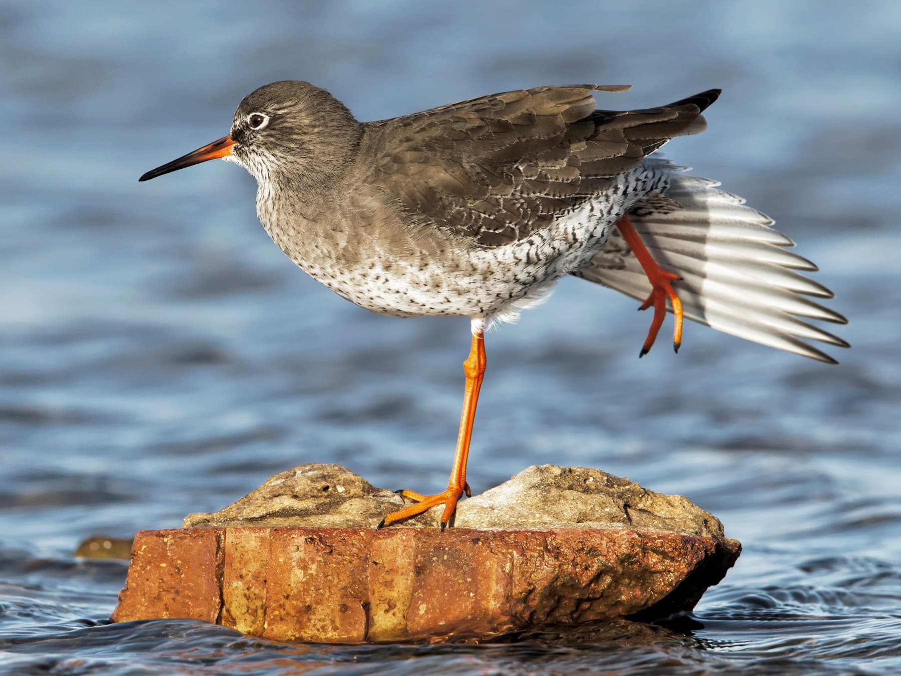 Redshank standing on a rock in a coastal lagoon stretching