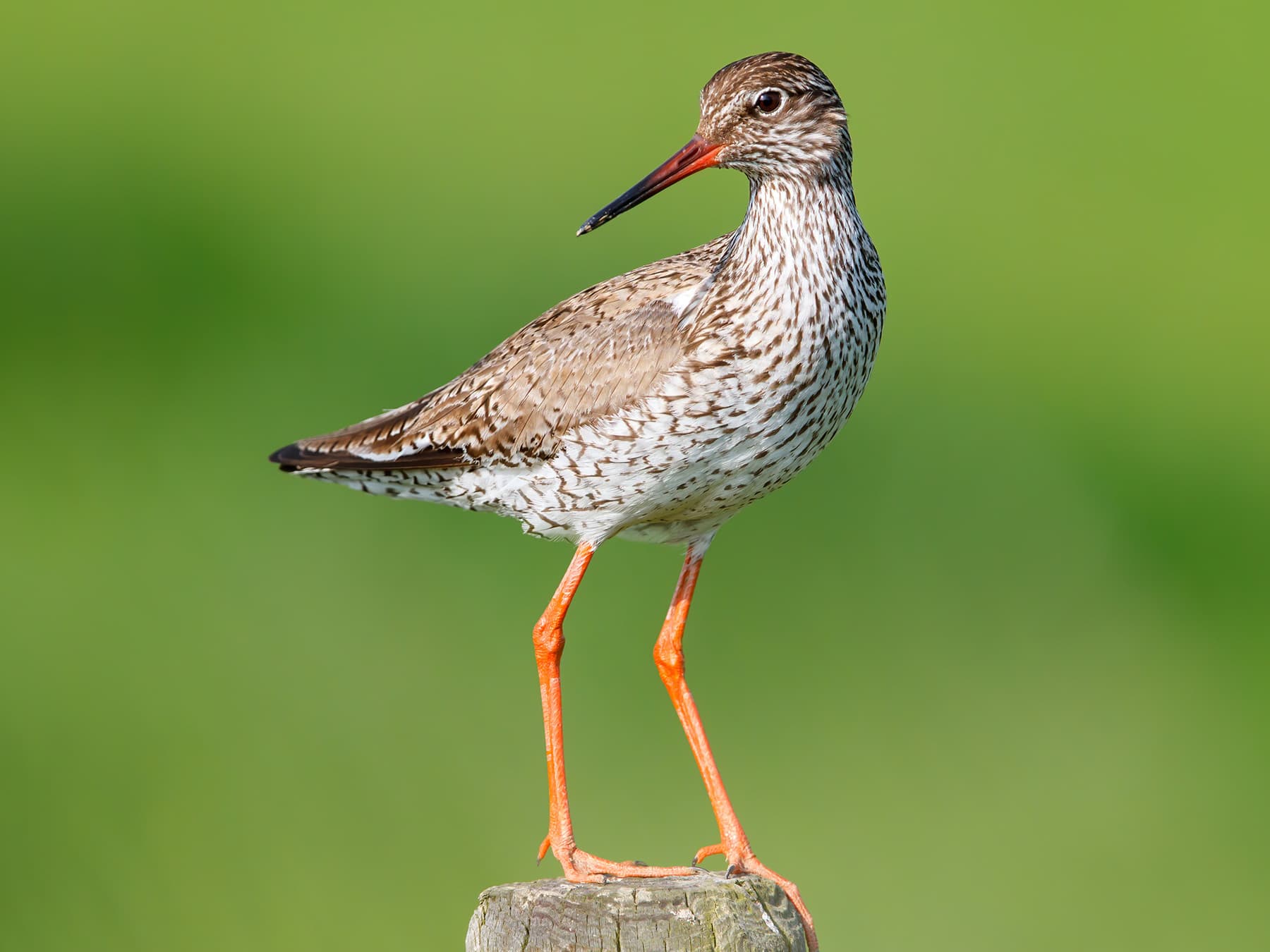 Redshank standing on a post