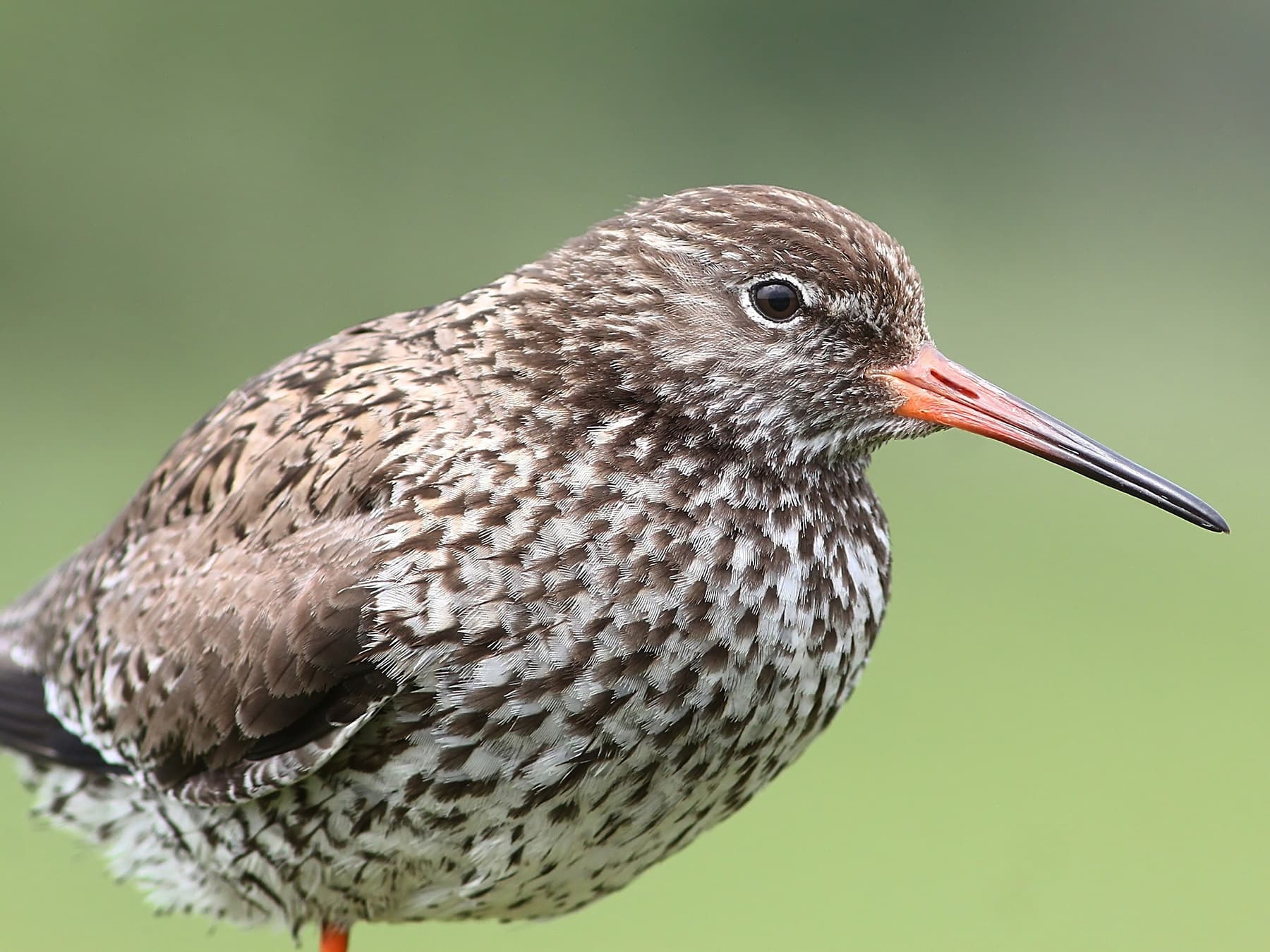 Redshank | Birdfact