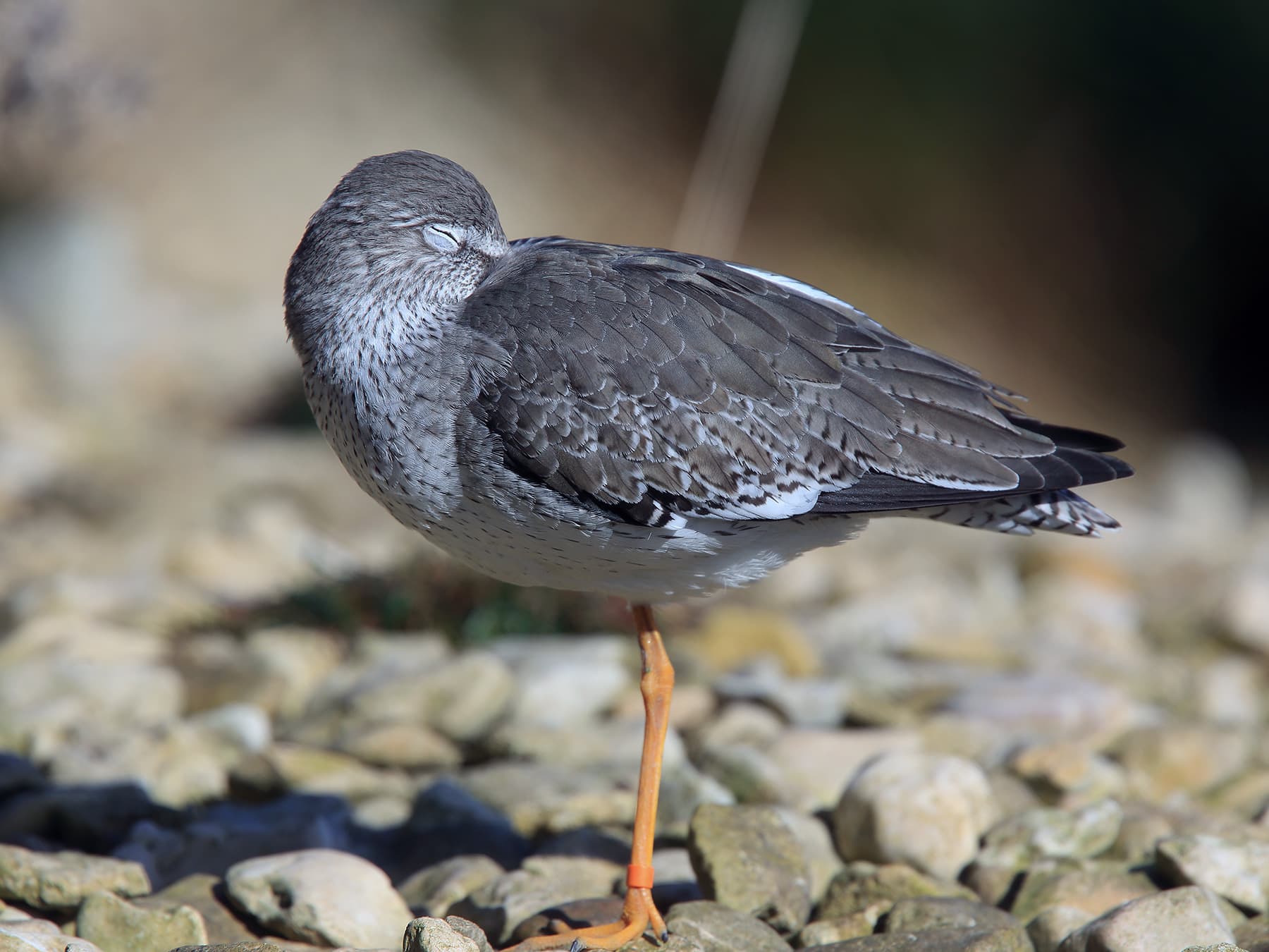 Redshank resting