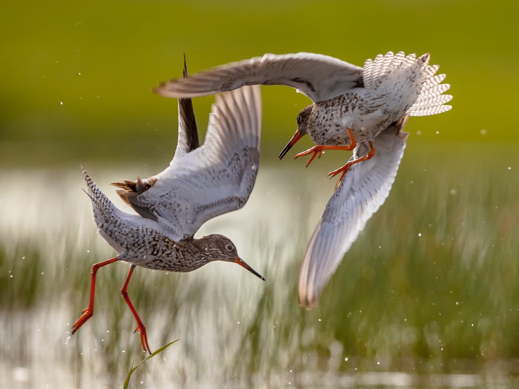 Redshanks in conflict over territory