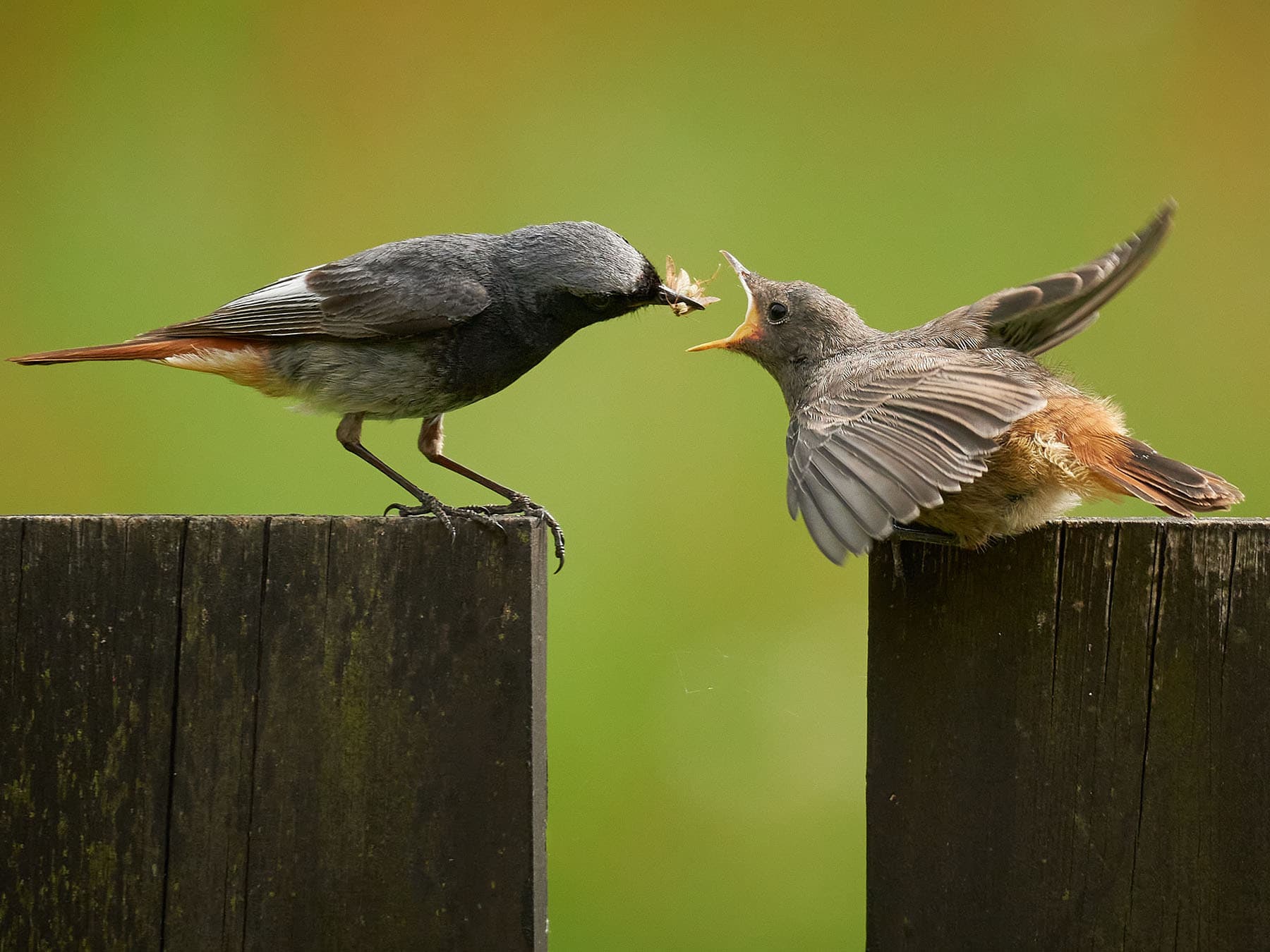 Redstart feeding recently fledged chick with insects