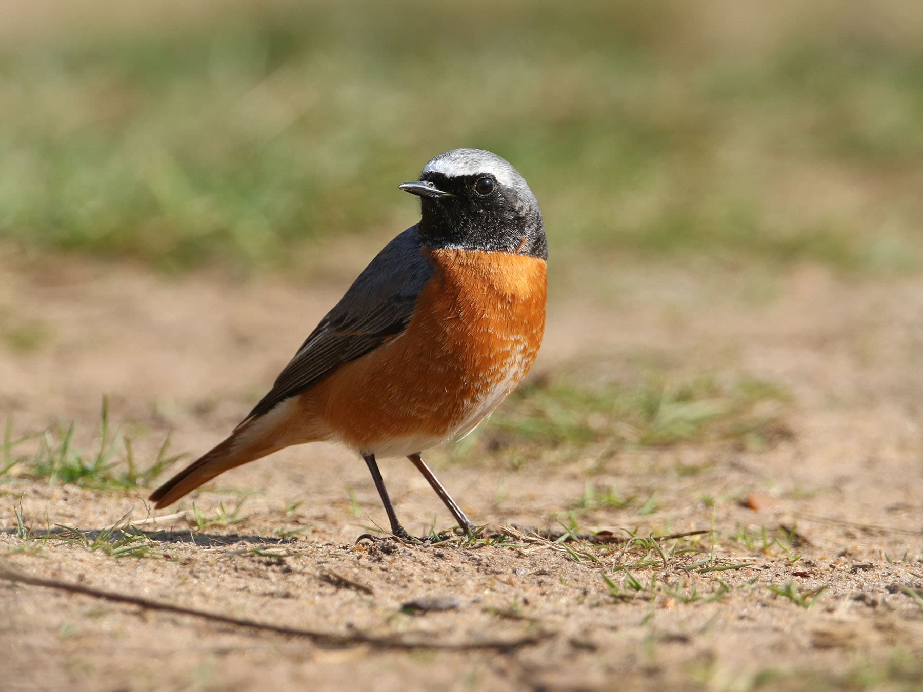 Redstart foraging on the ground for insects