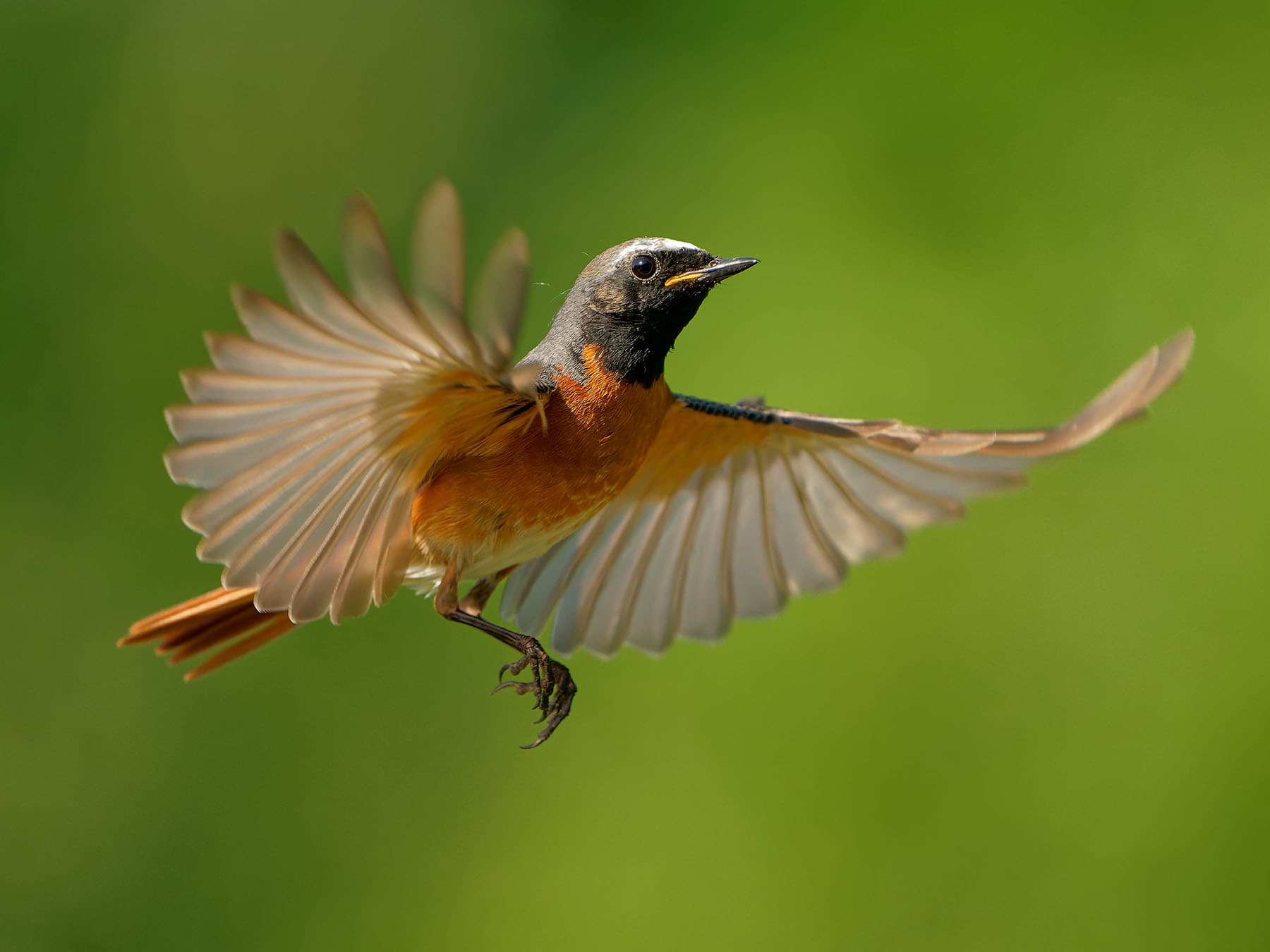 Common Redstart in flight