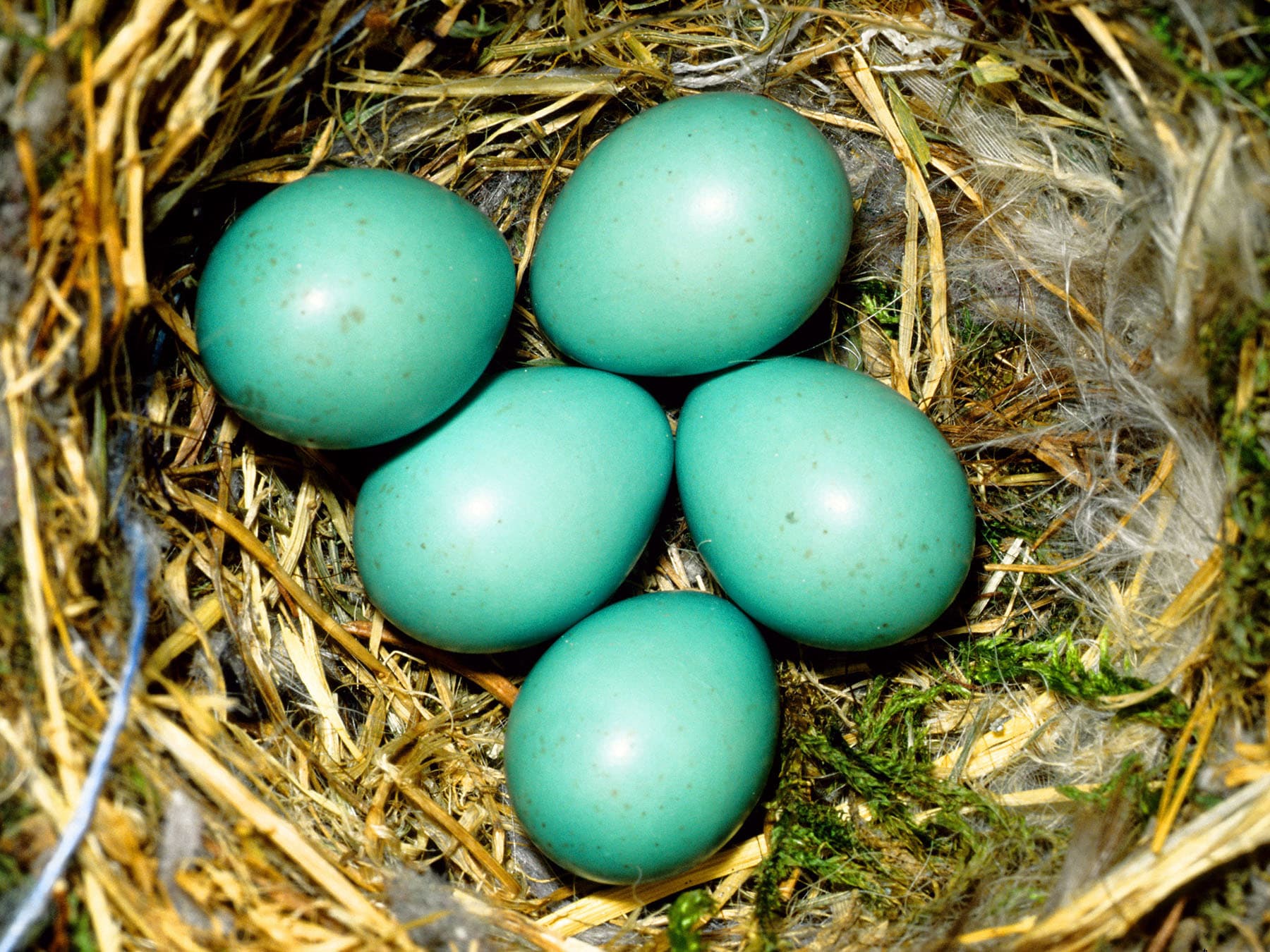 Five unhatched Redstart eggs in the nest
