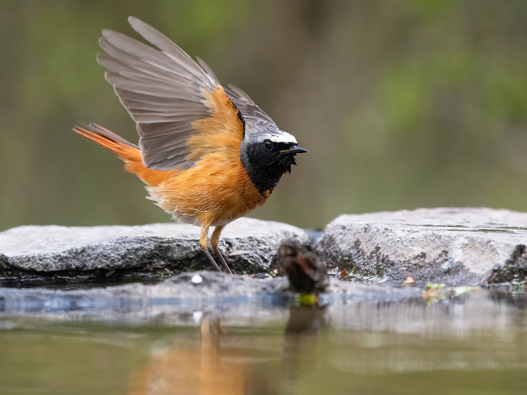 Male Redstart about to take off, after having a drink and bathing