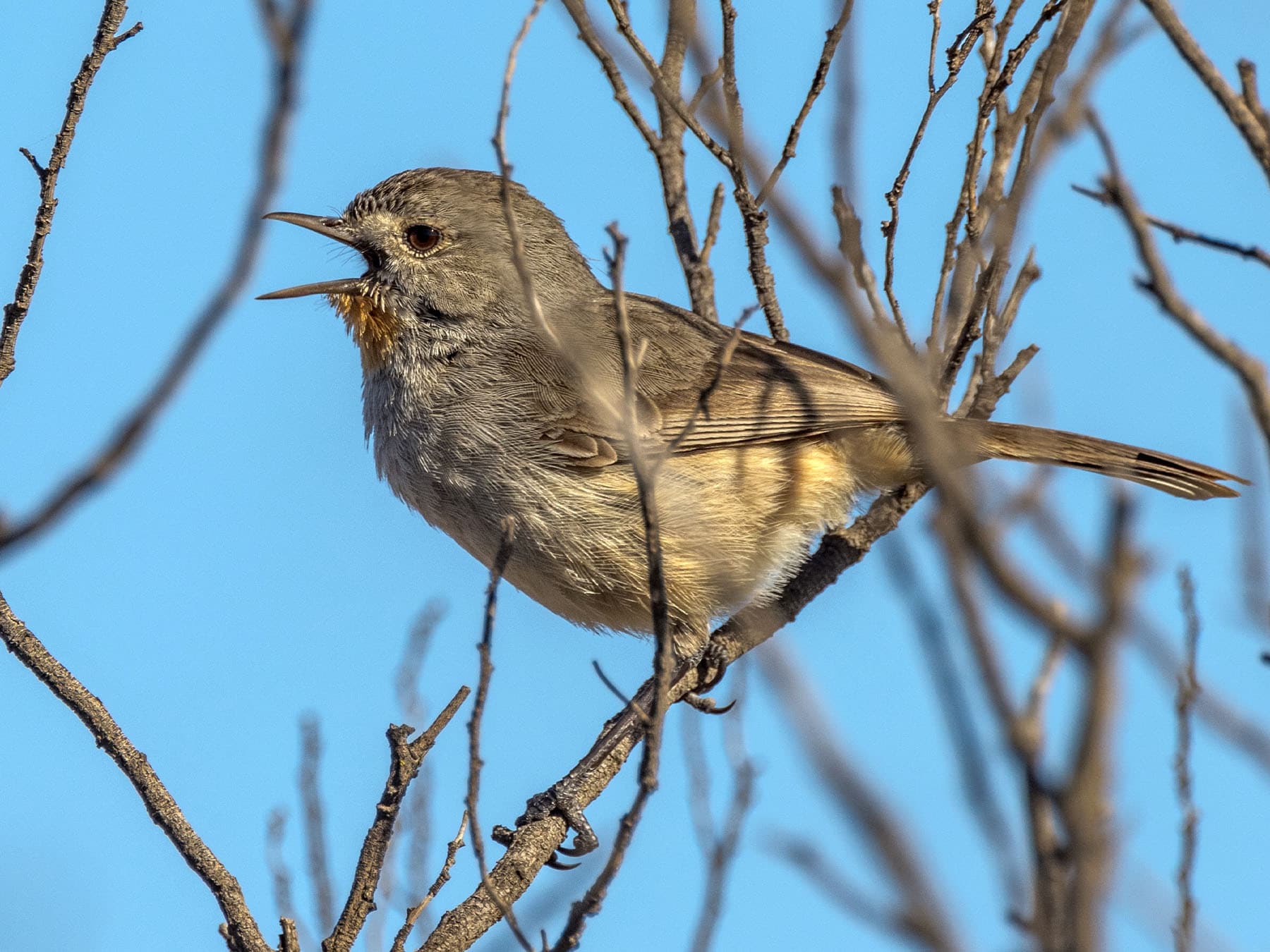 Redthroat singing in a tree