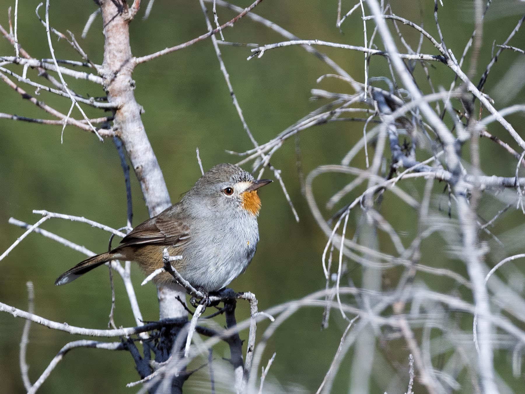 Redthroat perching on bare branches