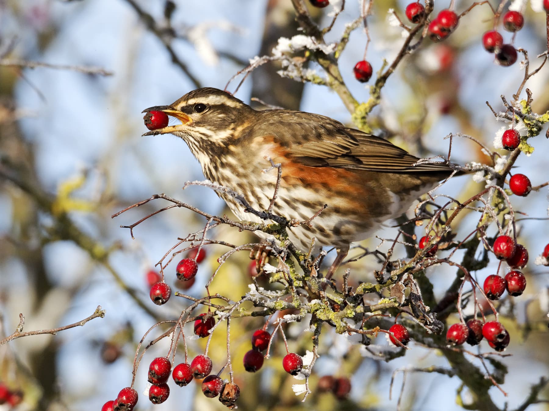 Redwing feeding on berries