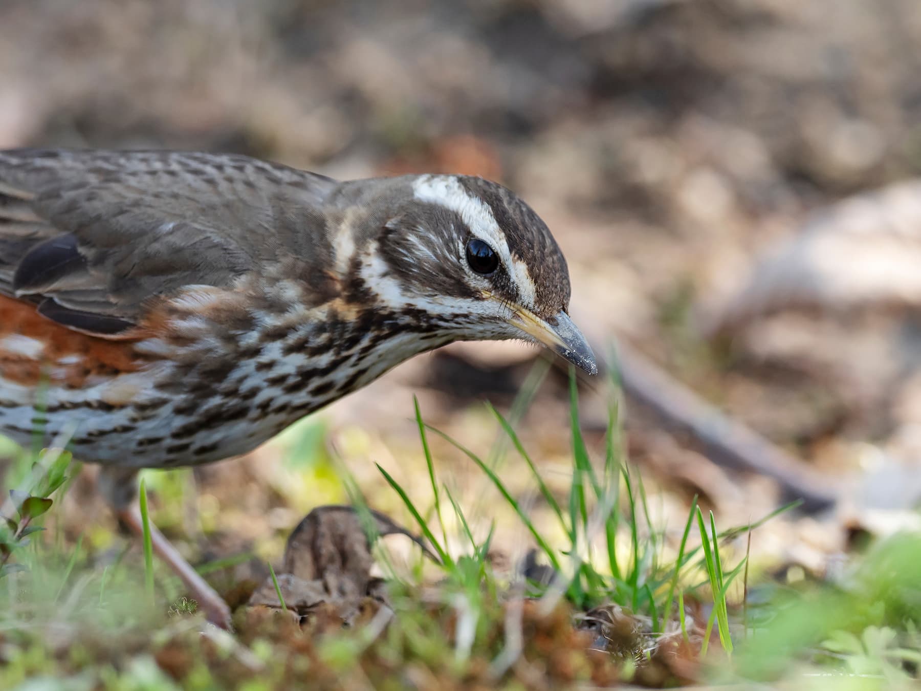 Close-up of a Redwing foraging in its natural habitat