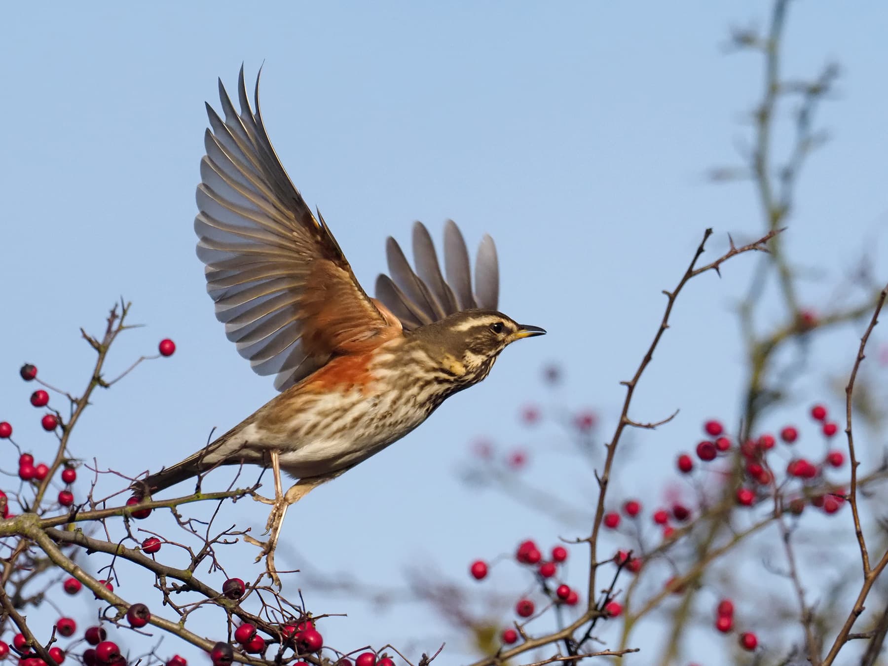 Redwing taking off from a tree