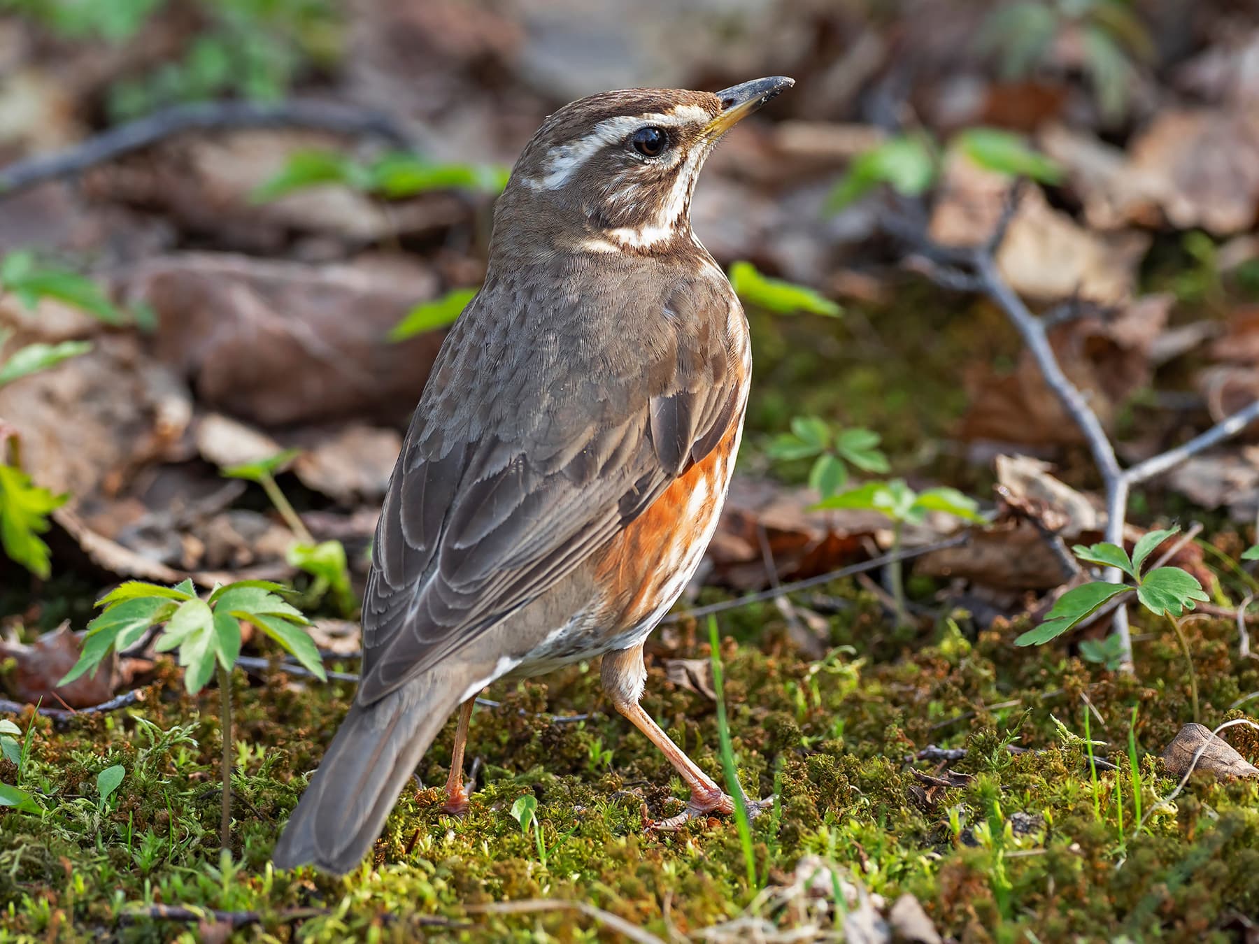 Redwing in woodland