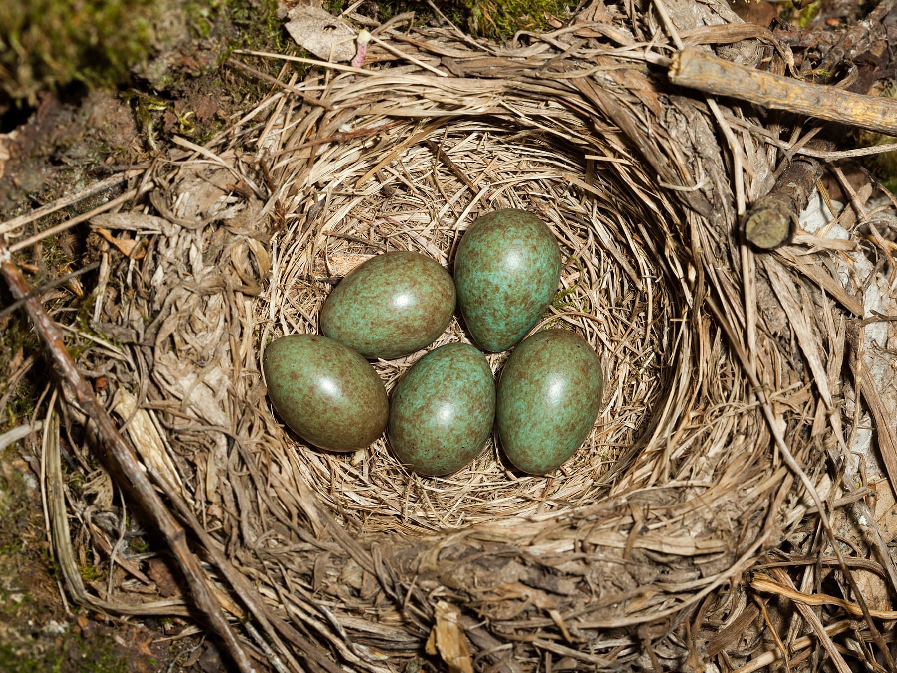 Nest of a Redwing with five eggs