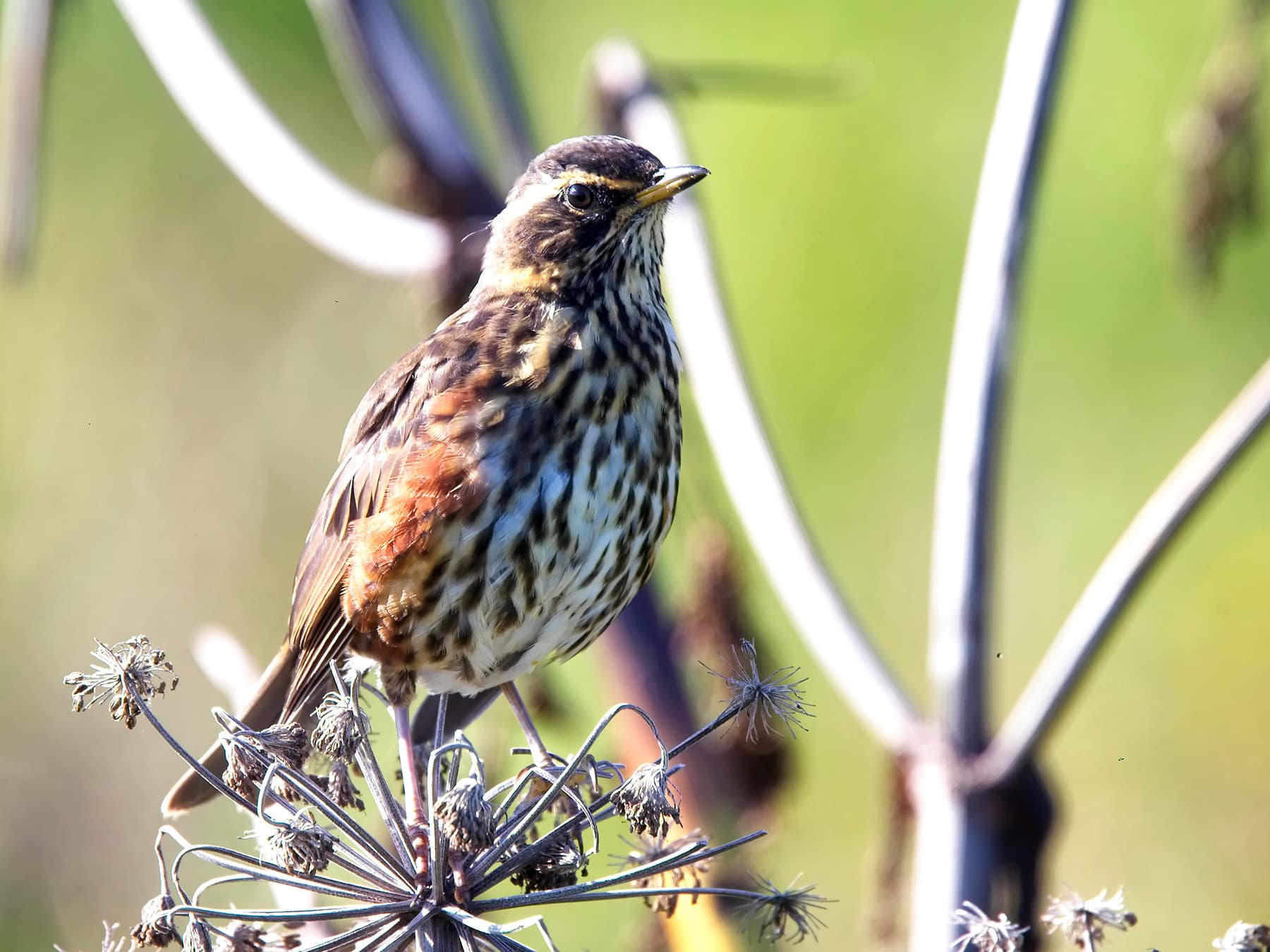 Redwing perching on a dead umbellifer