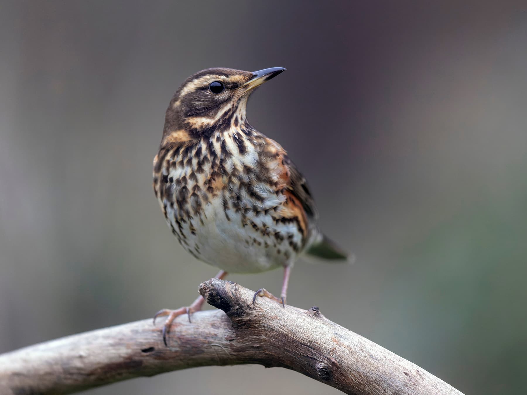 Redwing standing on a branch