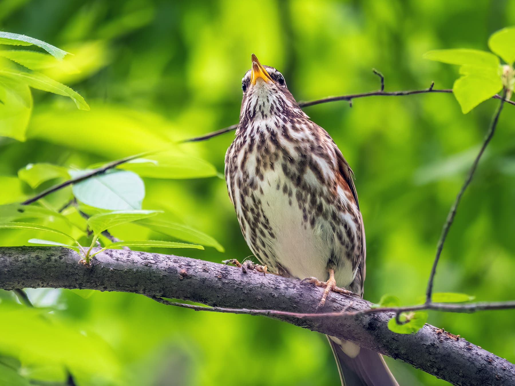 Redwing sitting on the branch of a tree