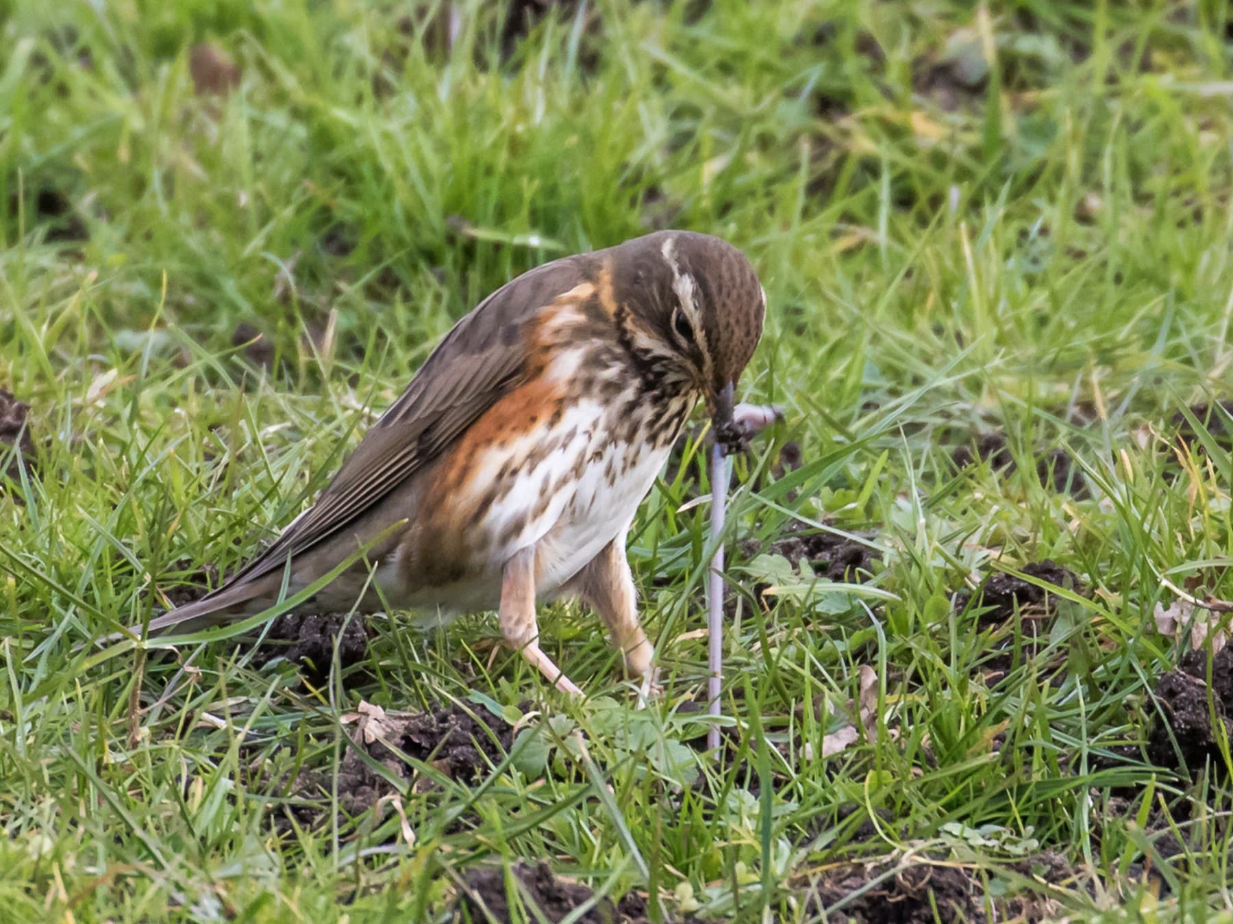 Redwing tackling a stubborn earthworm