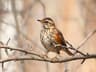 Redwing