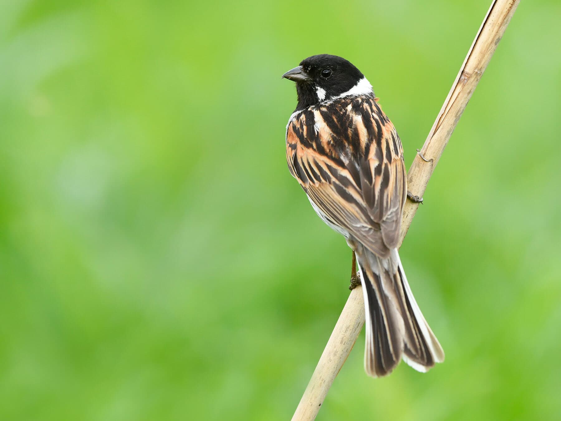 Reed bunting in breeding plumage
