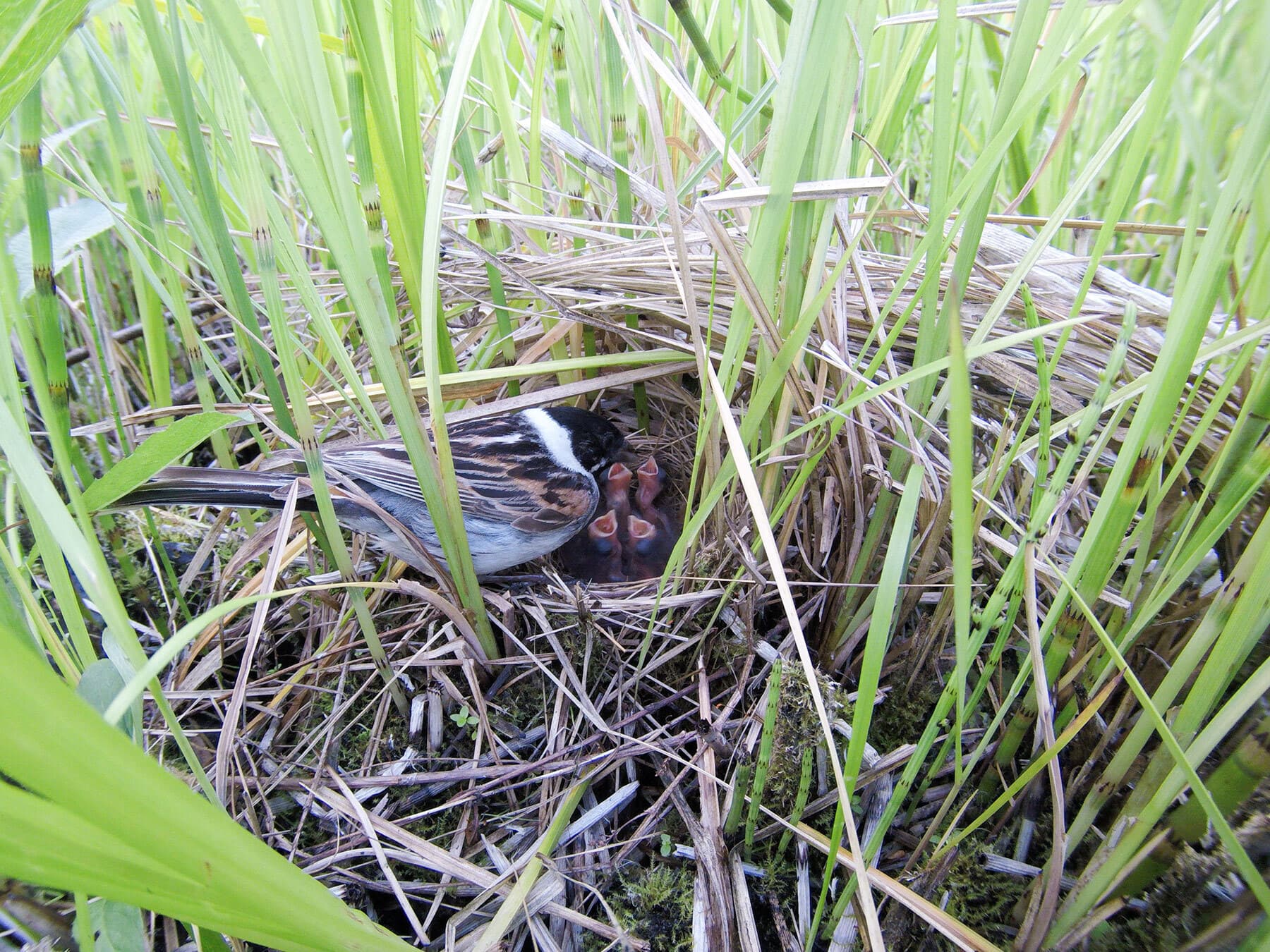 Reed bunting feeding young chicks in the nest